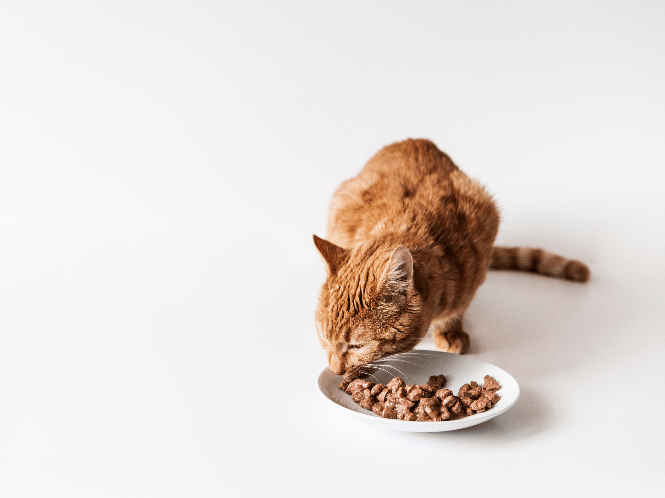 Best Wet Cat Food in 2026 | PetMax.ca