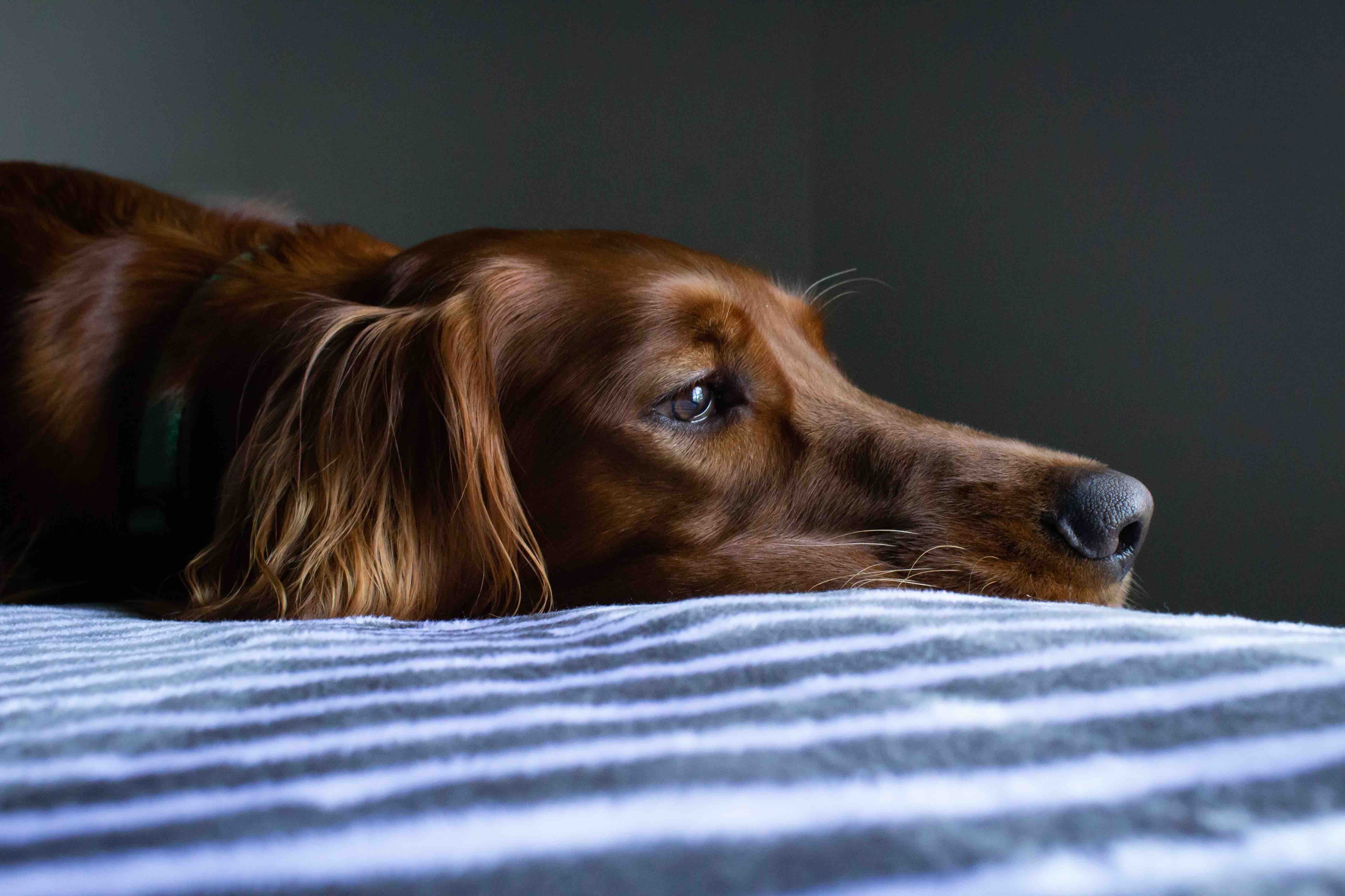 Dog Boredom: Symptoms and Solutions