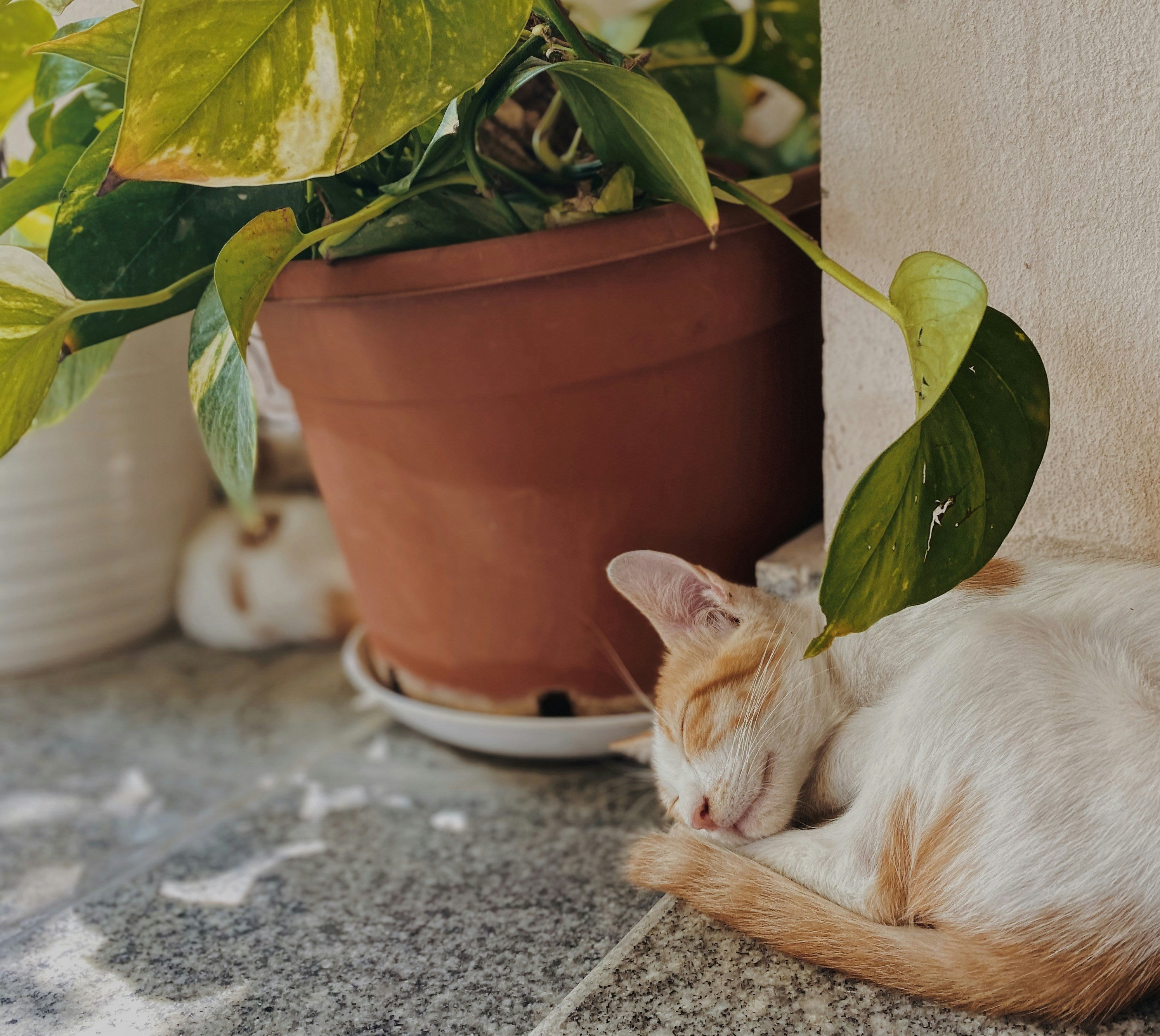 Summer Kitten Season: Bringing Home & Settling a New Kitten (2026 Guide)
