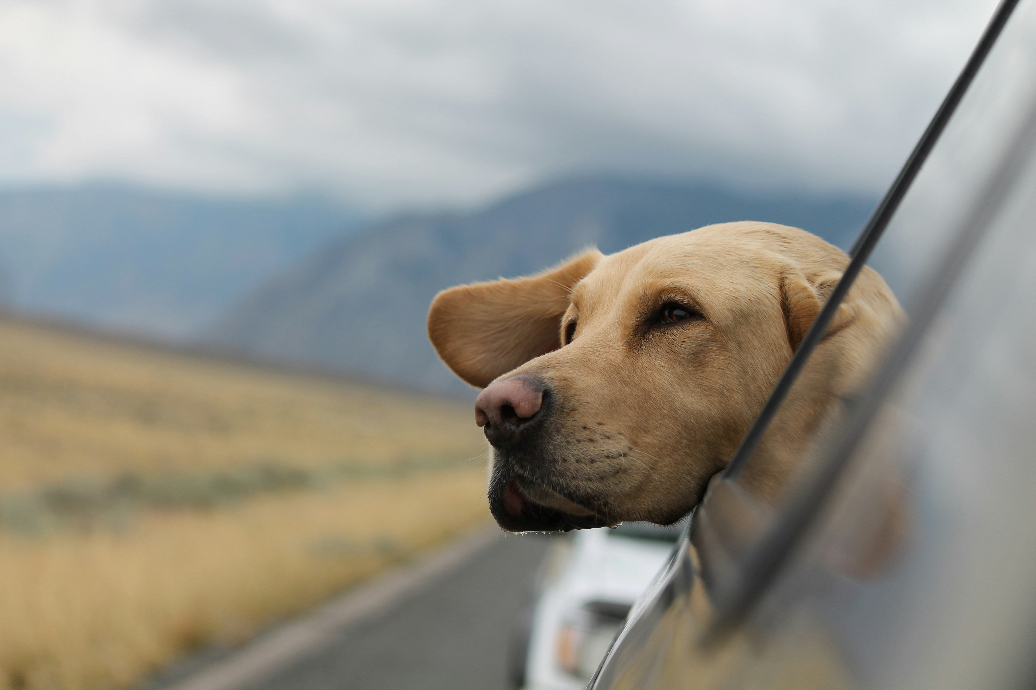 dog with his head out of the window while traveling in the car