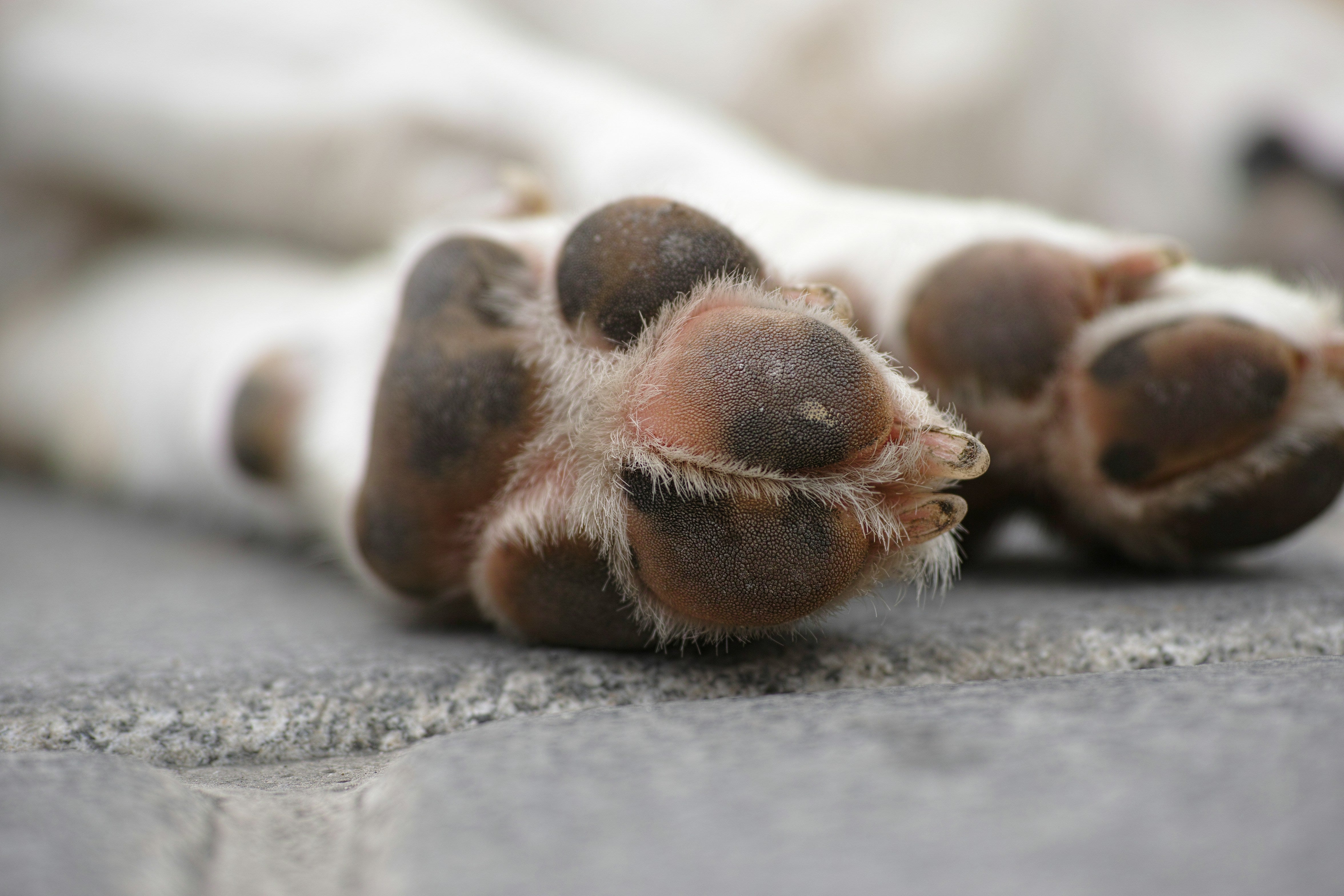 Dog Paw Protection & Summer Heat Safety: Hamilton's 2026 Trail & Sidewalk Guide