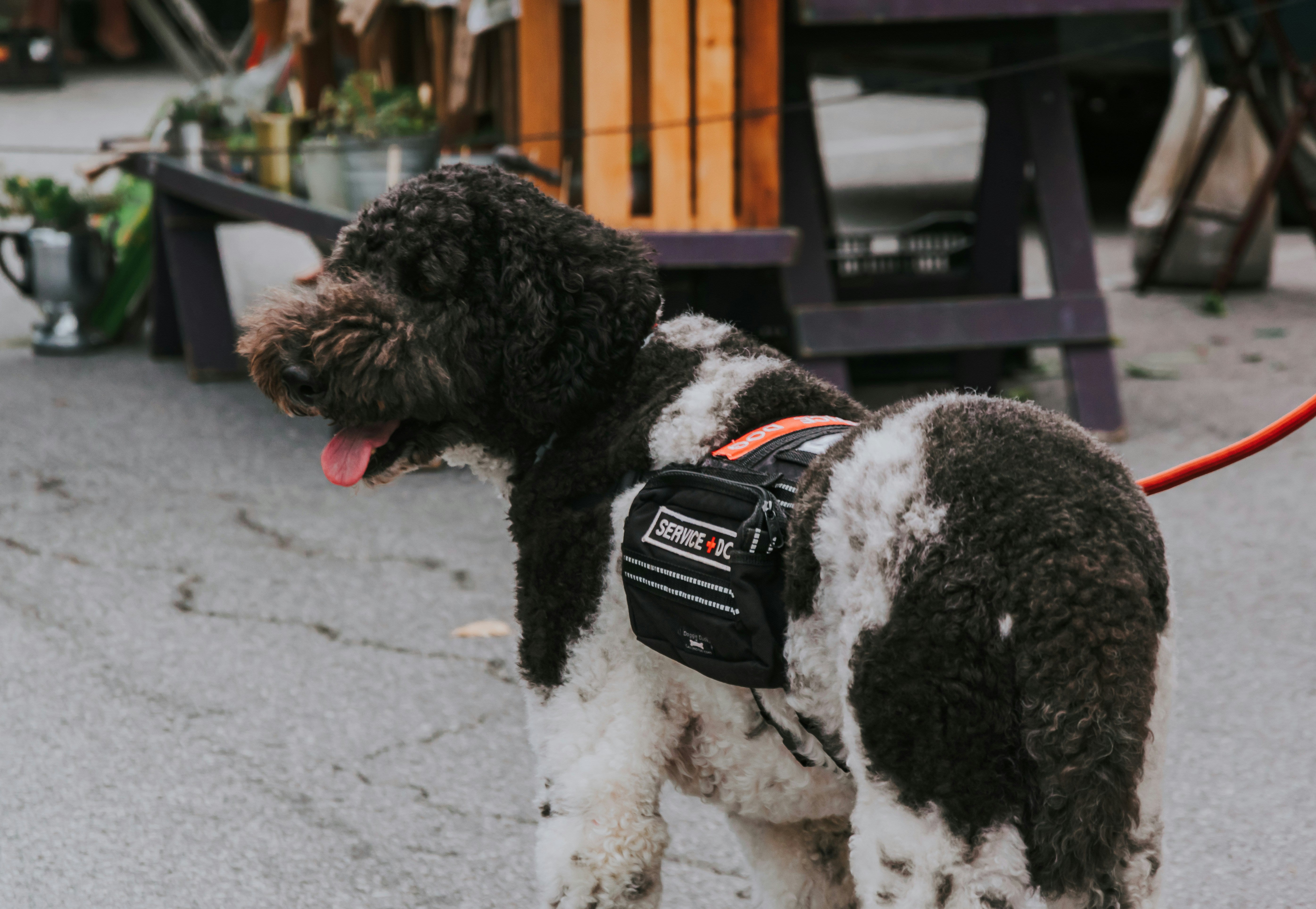 Eukanuba for Working & Service Dogs: The Nutrition Behind the Job (2026 Guide)