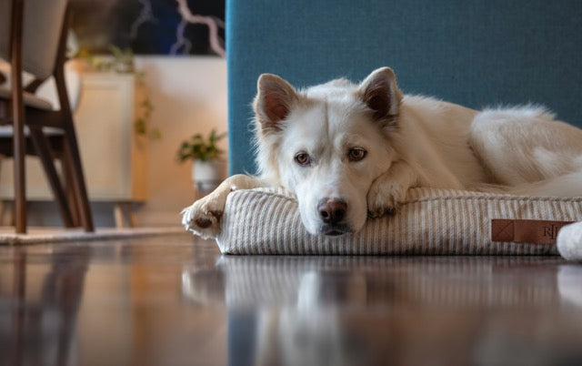 Back to School, Back to Routine: Helping Your Pet Adjust to a Quieter House (2026 Guide)