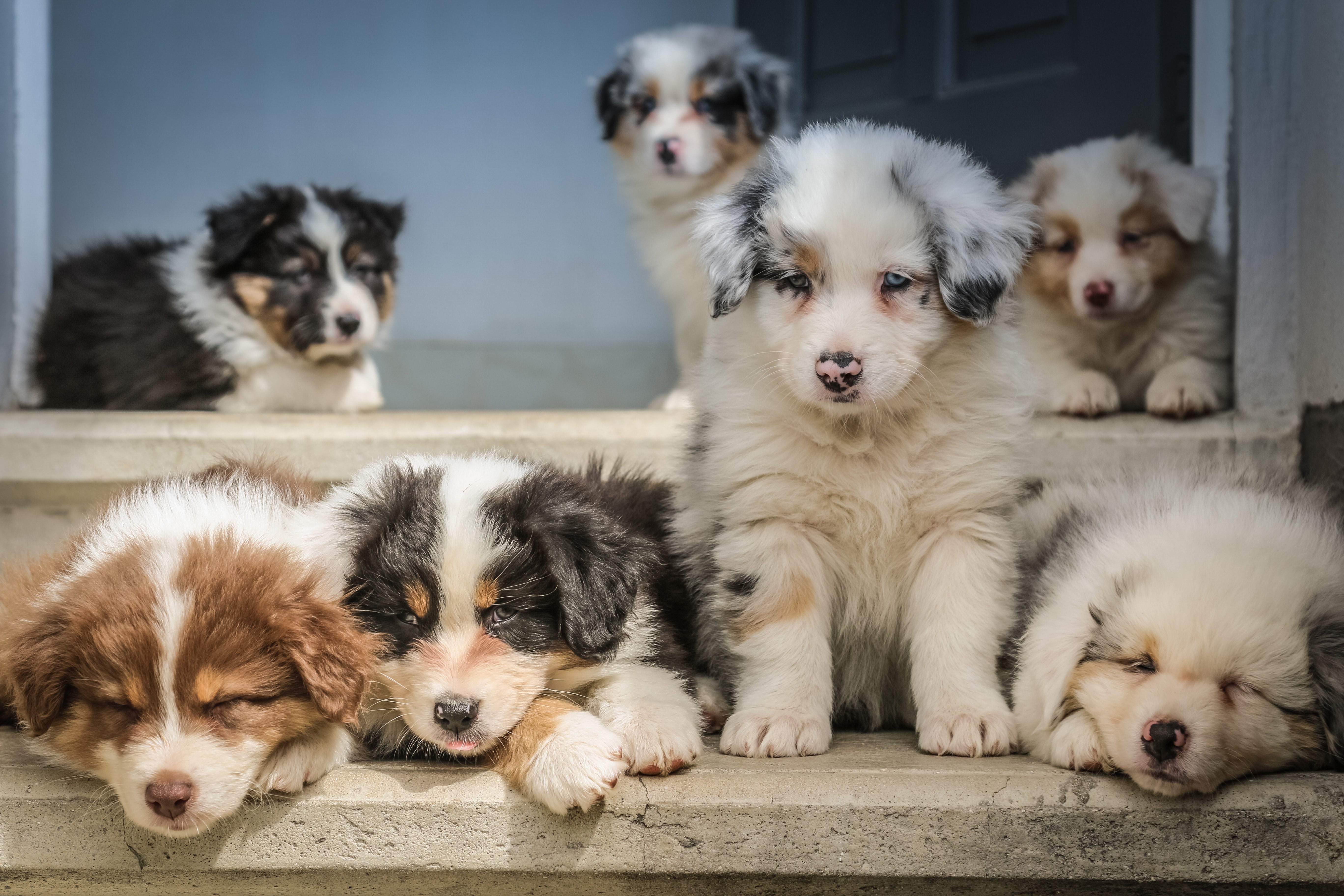 A joyful group of various puppies socializing and hanging out together on a staircase, showcasing the essence of canine camaraderie and friendship.