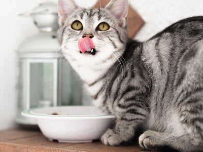 A cat enjoying a nutritious meal from a bowl