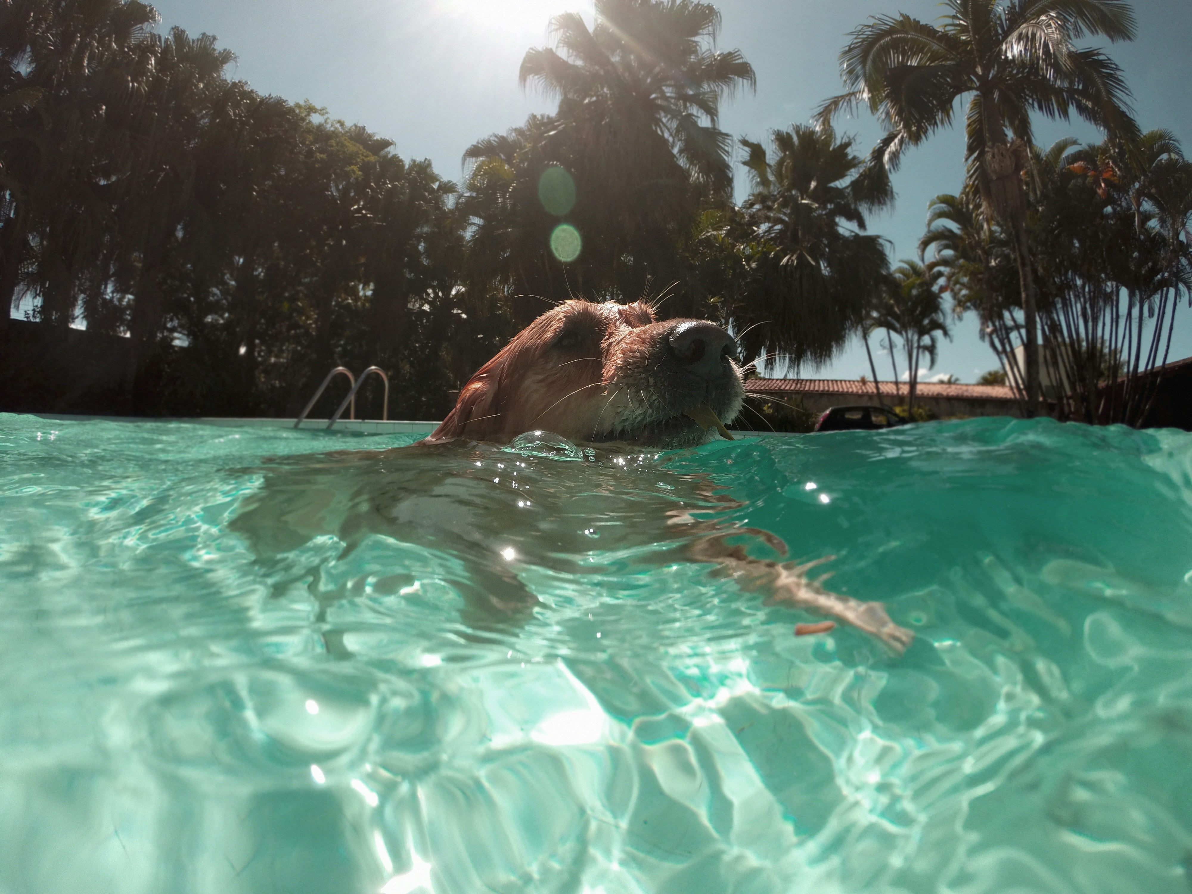The Best Summer Cooling Gear for Pets of 2026 (Canada Guide)