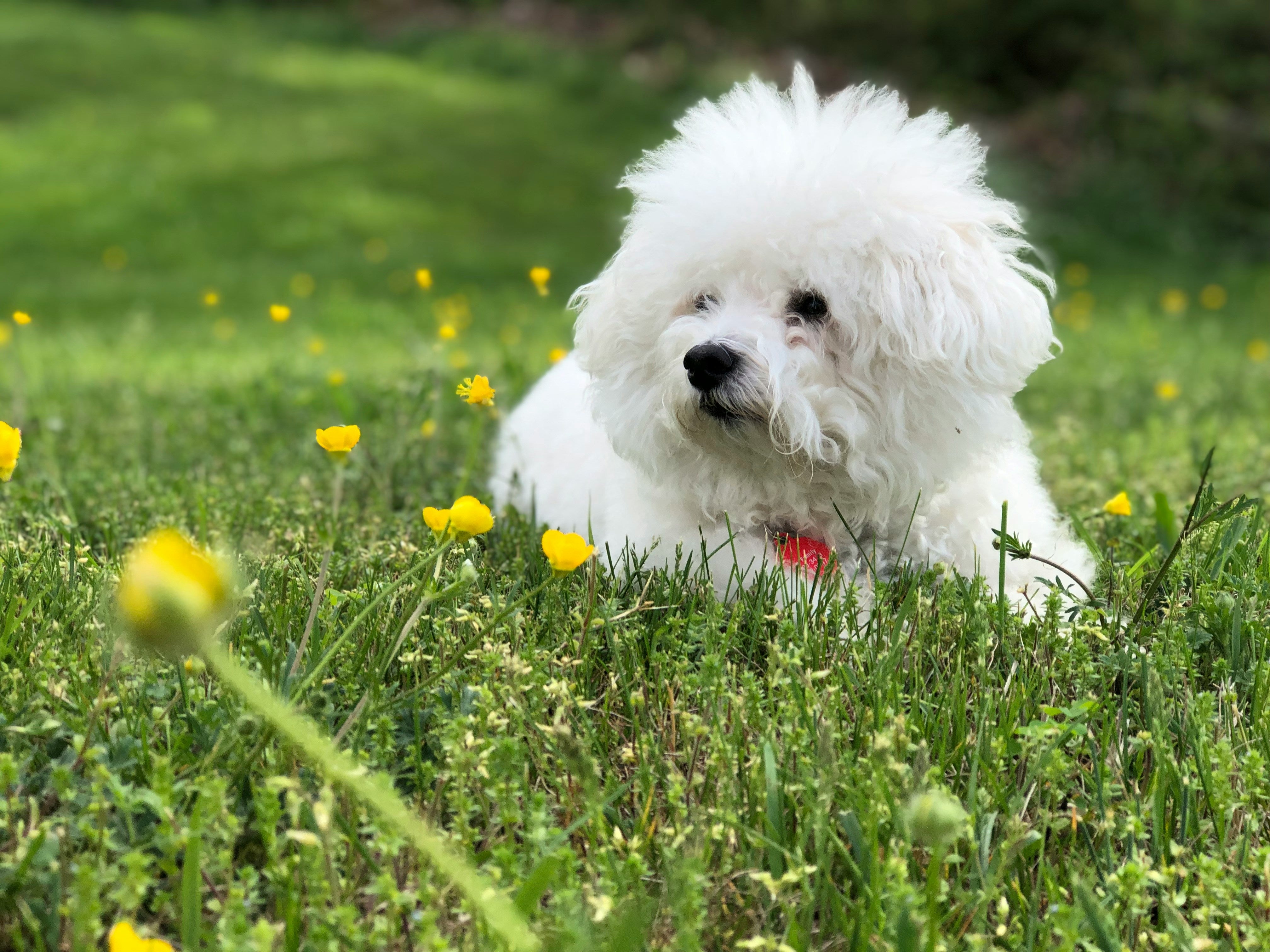 Spring into Pet Wellness: Seasonal Grooming Tips for Dogs and Cats