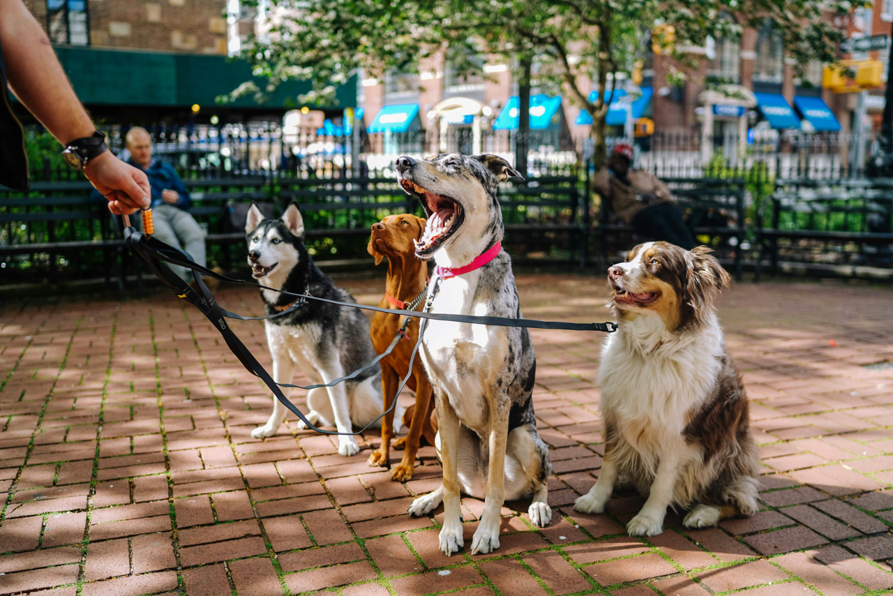 Dog-Friendly Summer in the GTHA: Patios, Beaches & Trails