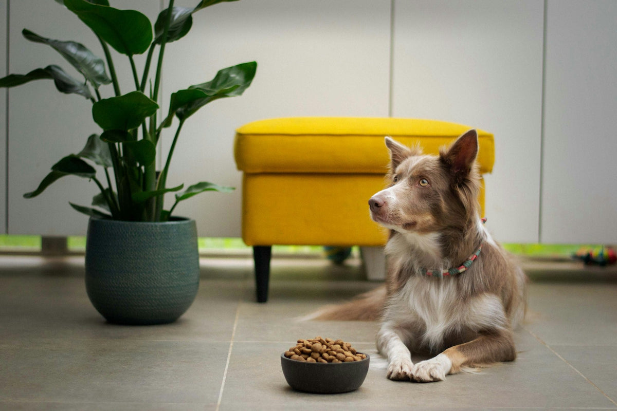 A brown and white dog sitting beside a bowl of kibble at mealtime