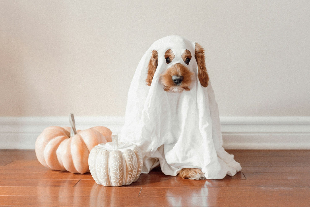 A dog in a ghost costume sitting next to a Halloween pumpkin