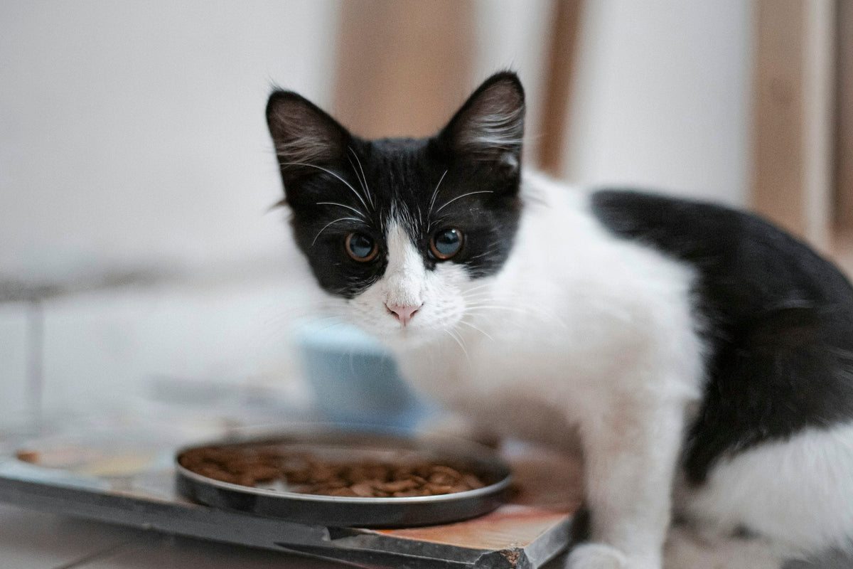 A black and white cat eating dry cat food from a bowl