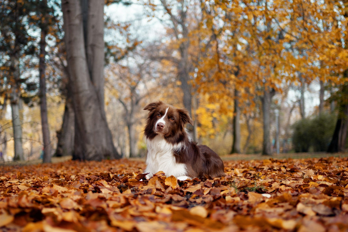 A dog sitting in golden autumn leaves on a forest trail