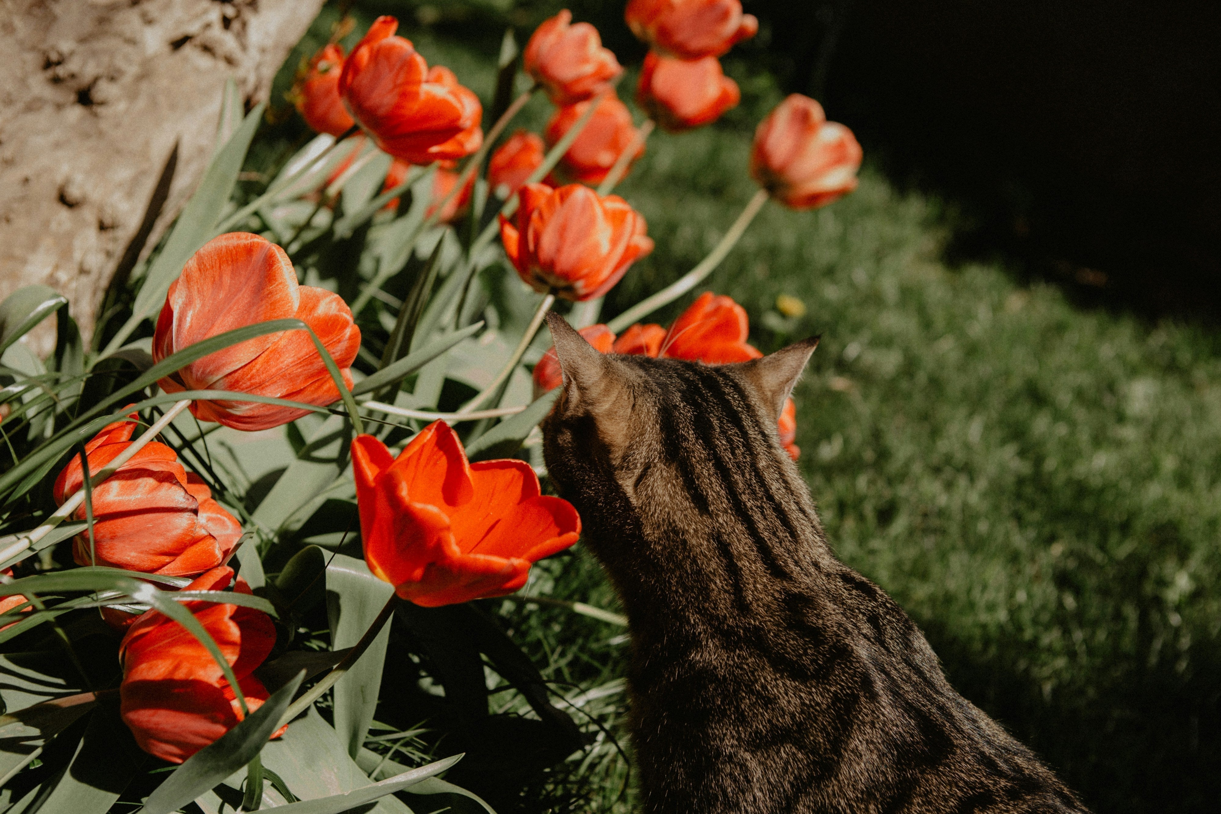 April’s Top Picks: Must-Have Products According to Pet Parents