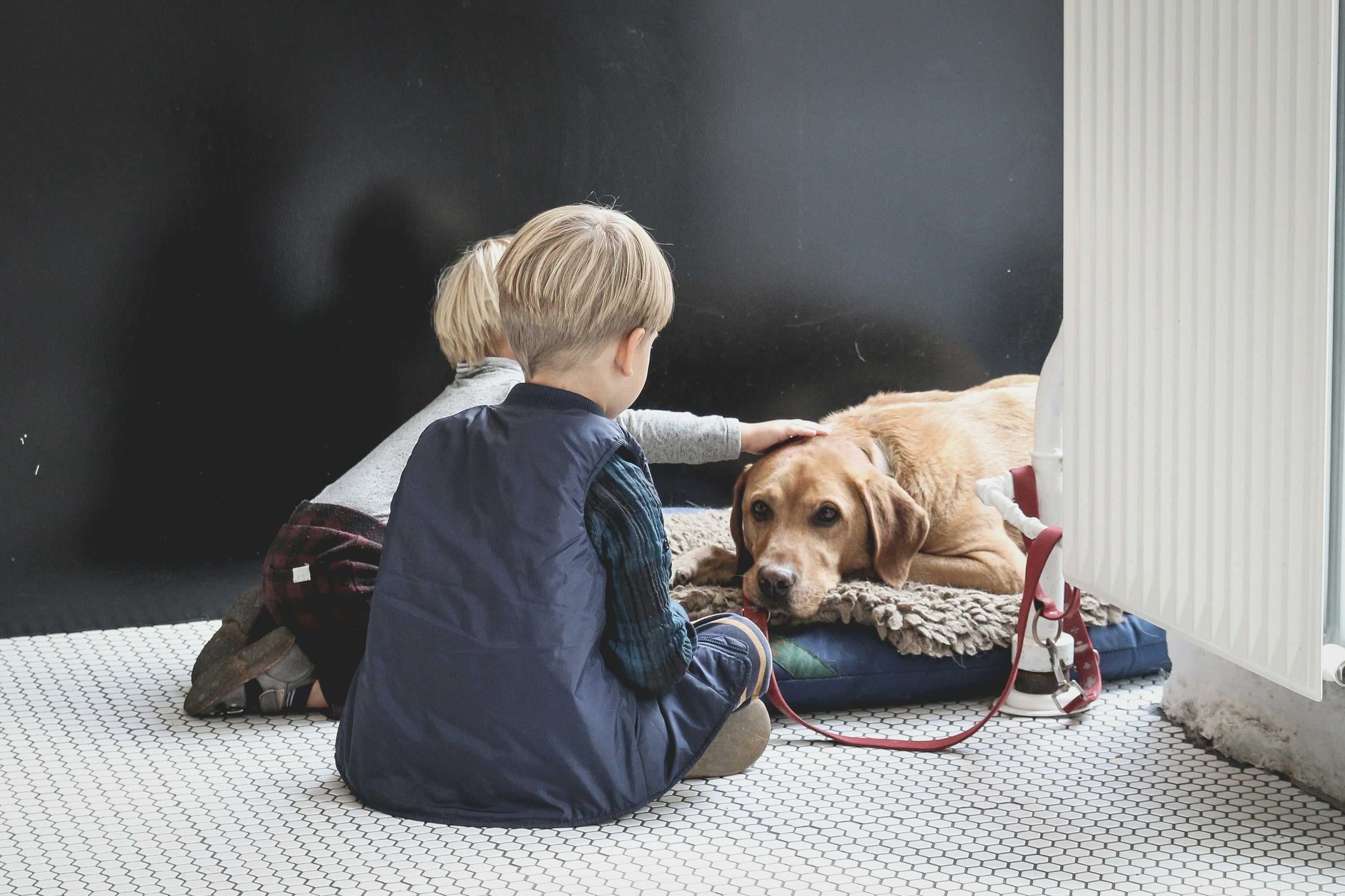 Dog laying on his bed at home with kids playing next to him