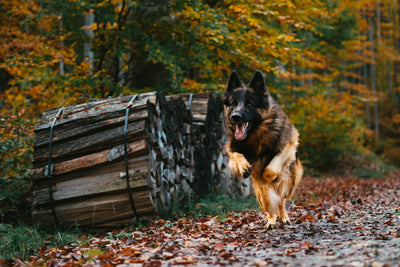 A German Shepherd dog running proudly in a field with grass and trees in the background