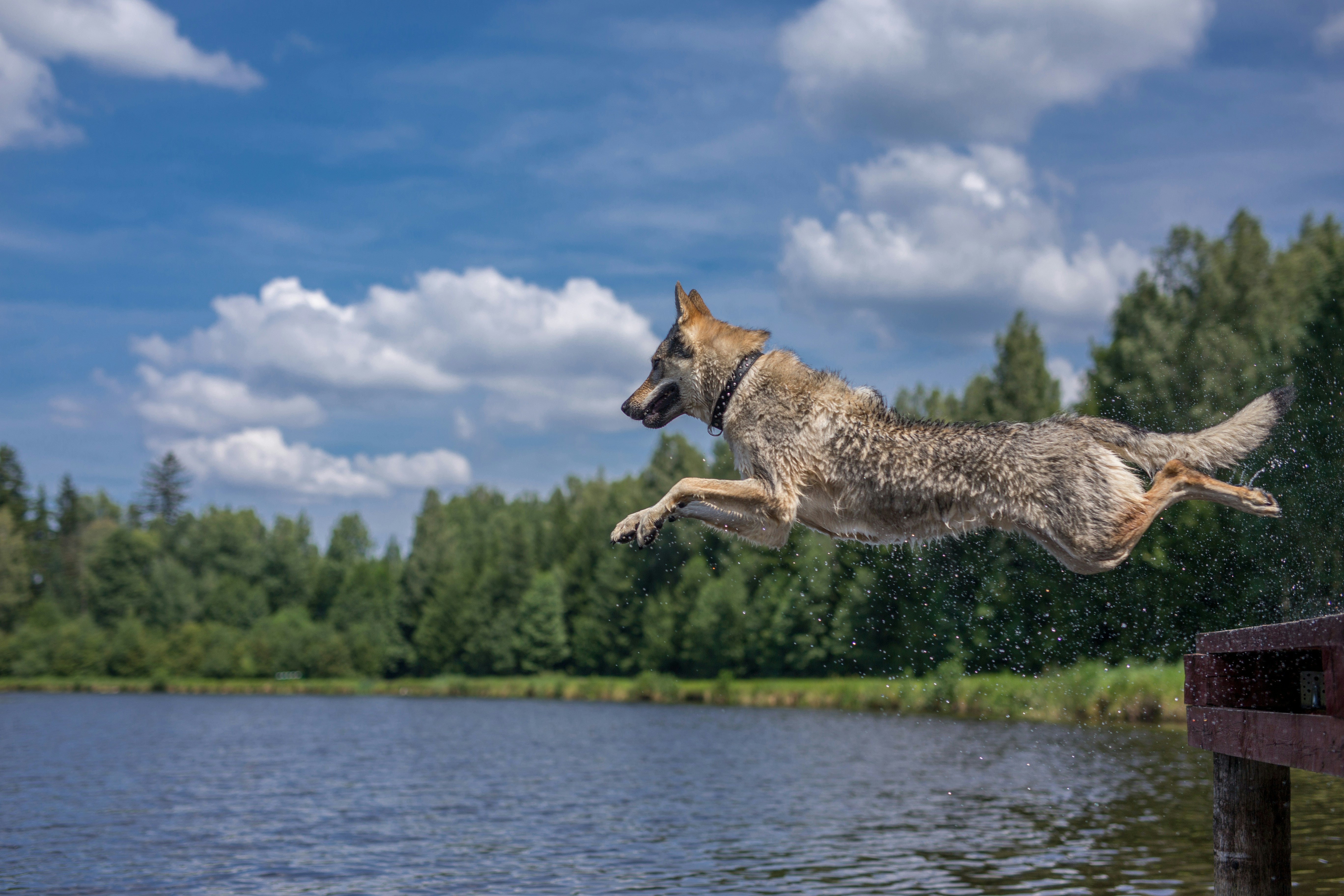 Best Hip & Joint Supplements for Senior Dogs in Canada: 2026 Mobility Guide