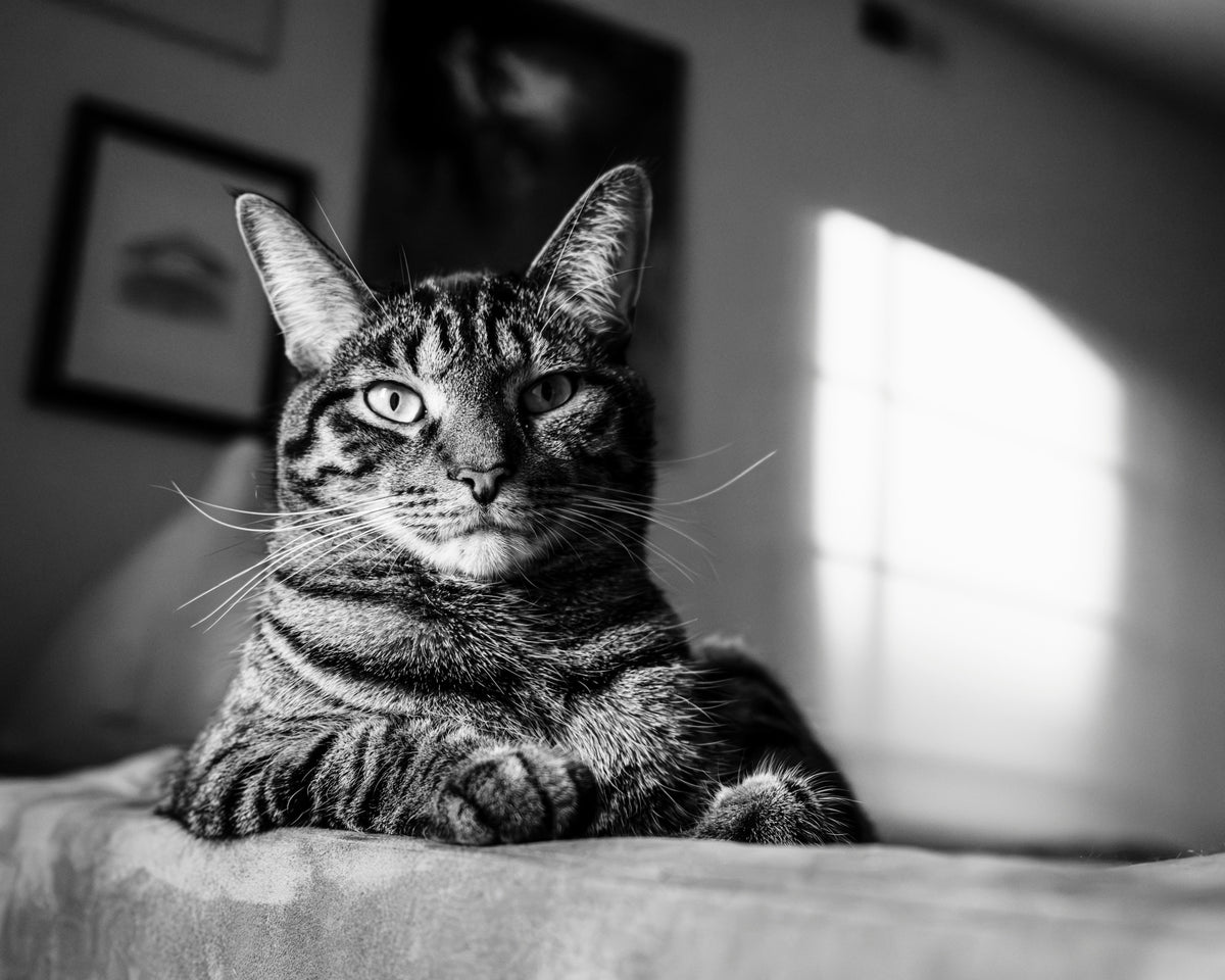 September Is Happy Healthy Cat Month: The 7-Point Indoor Cat Wellness Check (2026)