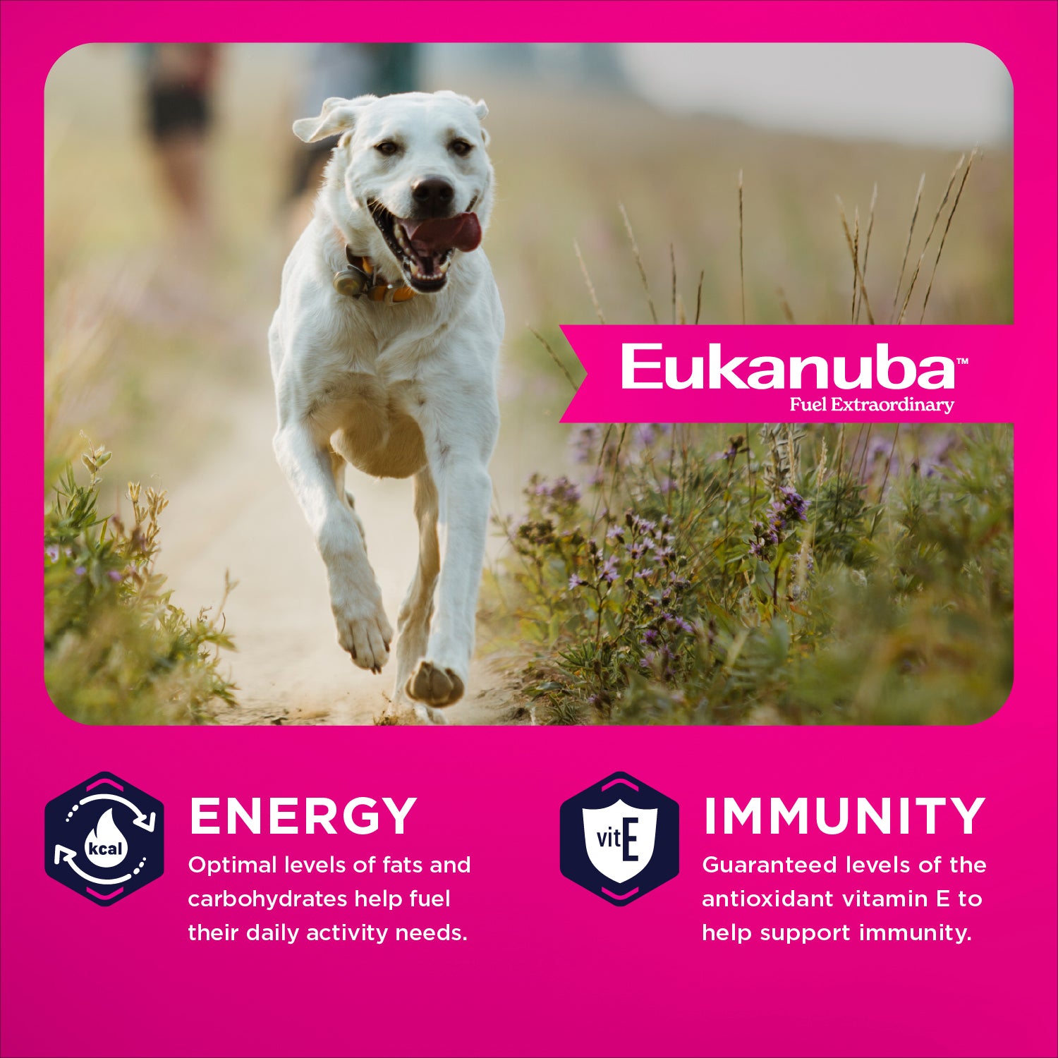 Eukanuba Nourriture pour chien adulte grande race