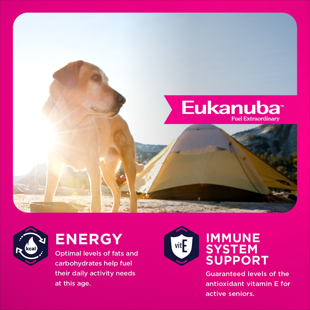 Eukanuba Dog Food Senior Large Breed