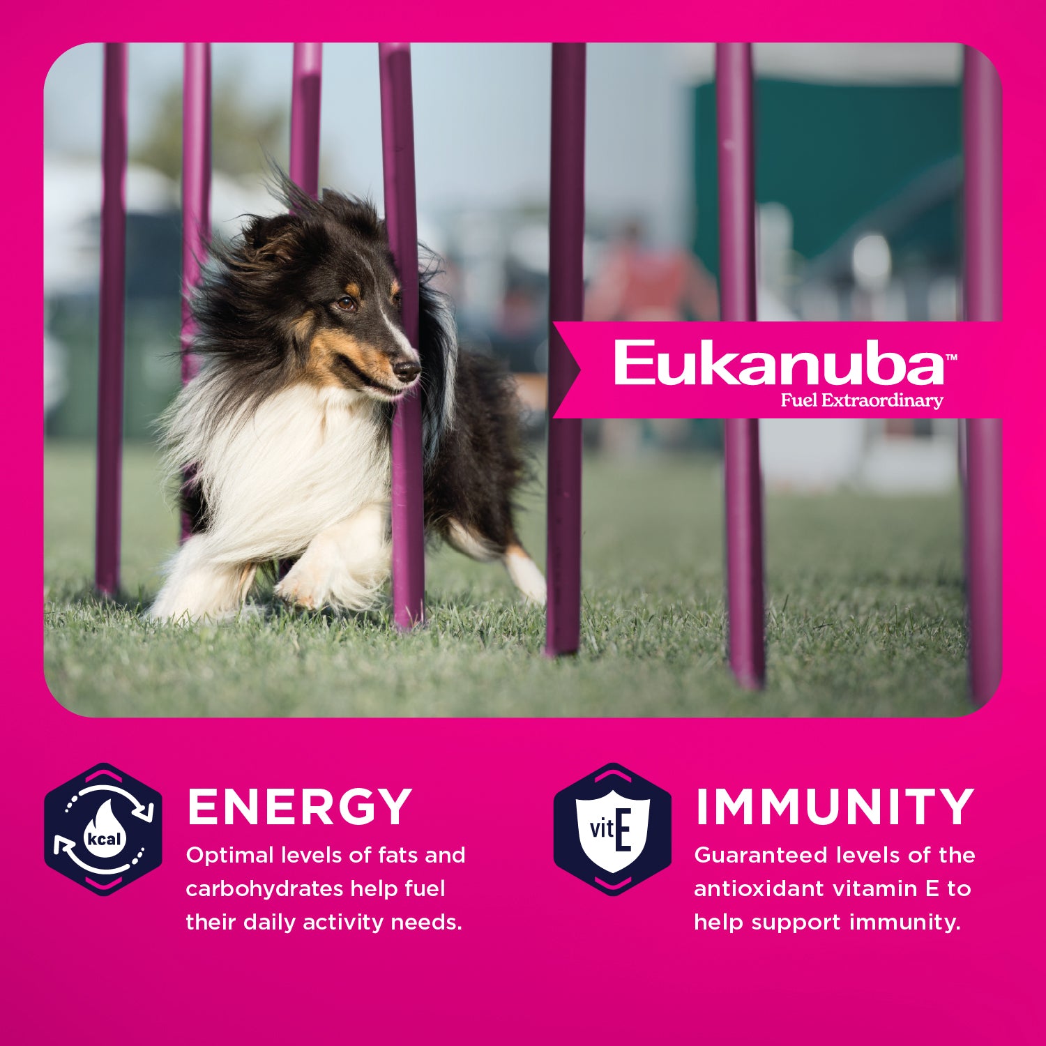 Eukanuba Dog Food Adult Lamb