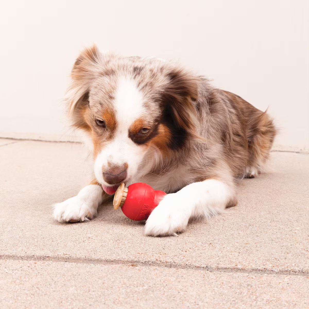 Dog playing with a red toy on a concrete surface