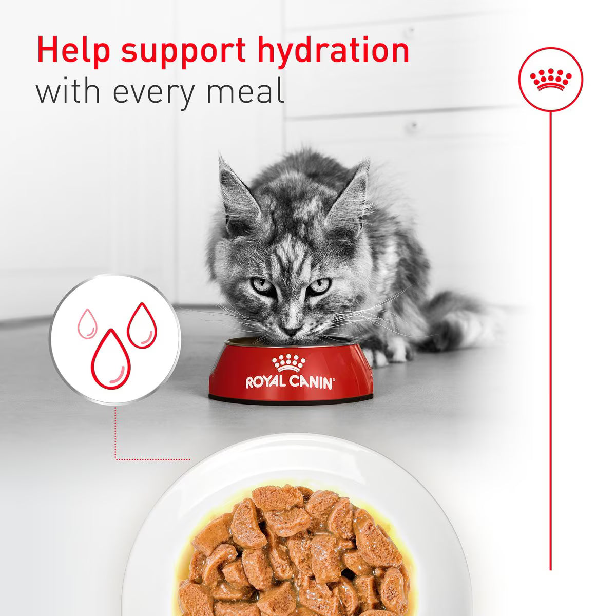 Cat drinking from a Royal Canin bowl with text about hydration support.