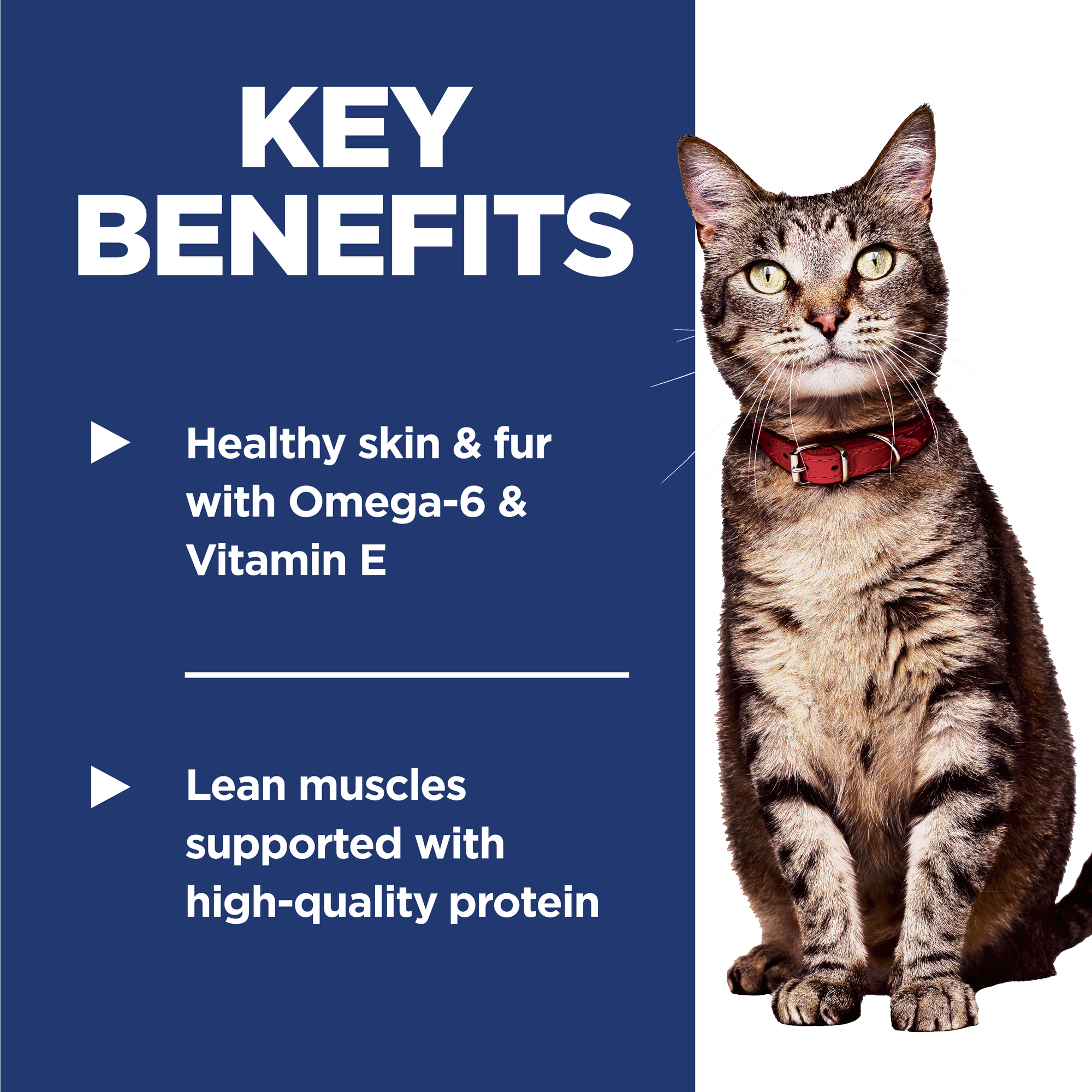 Hill's Science Diet Adult Salmon & Brown Rice Recipe Dry Cat Food - 1.58 Kg - Cat Food - Hill's Science Diet - PetMax Canada