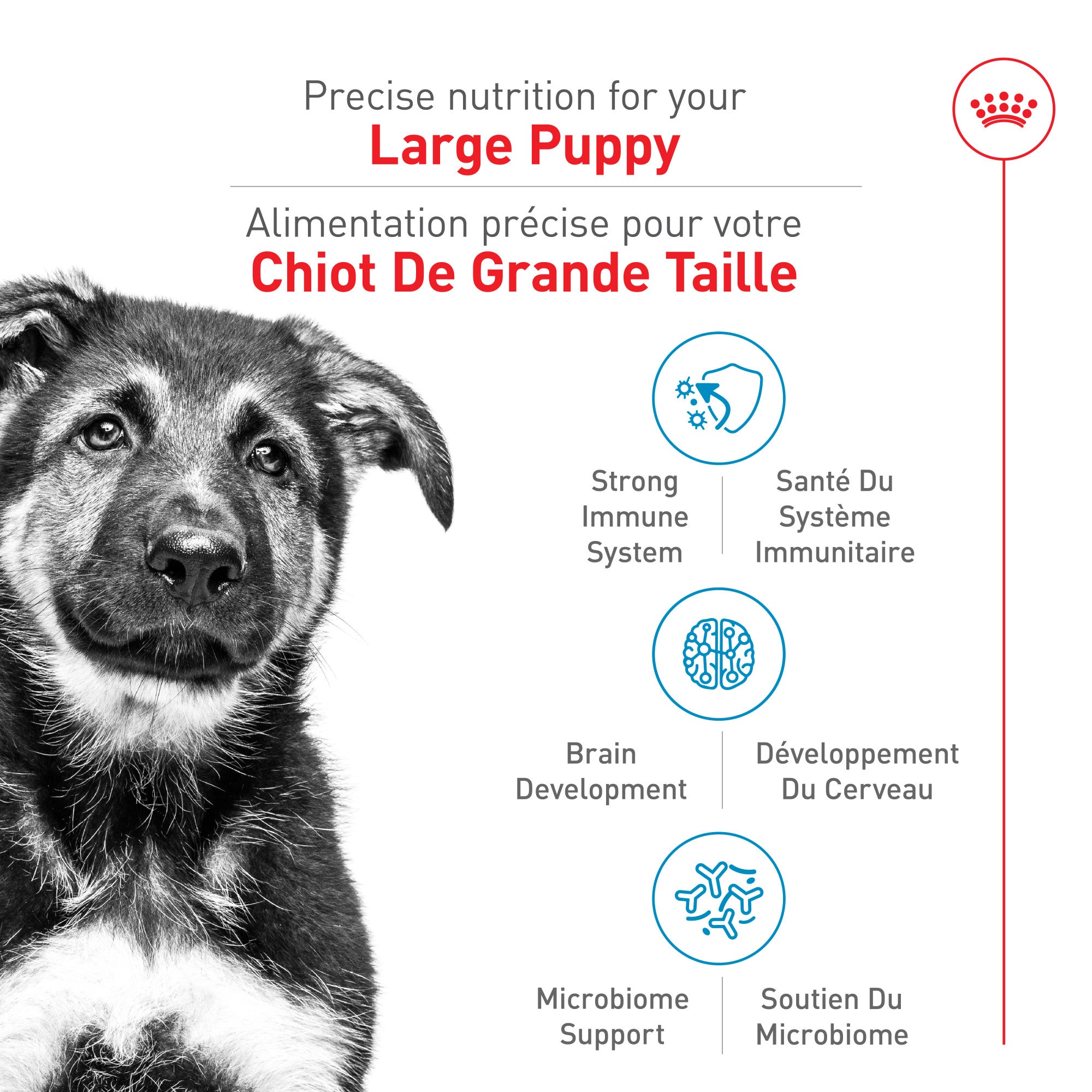 Royal Canin Nourriture pour Chien Grande Race Chiot