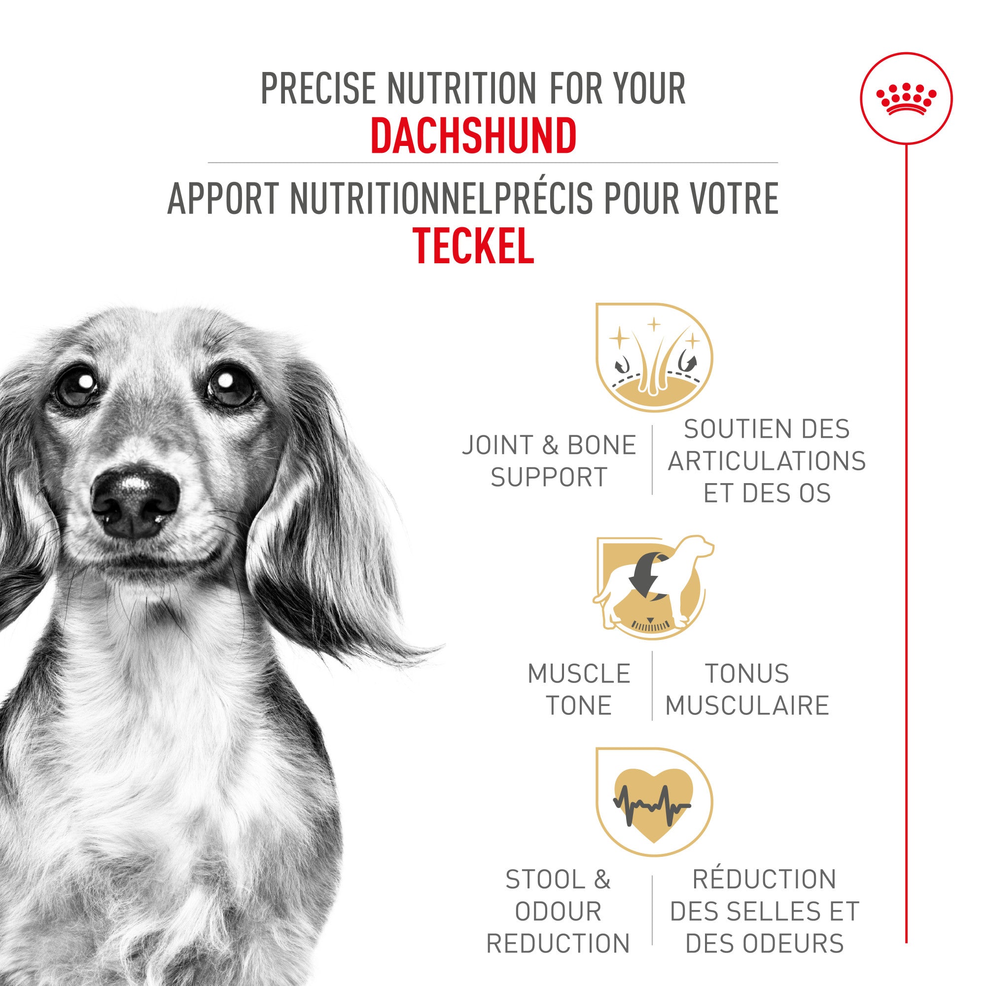 Royal Canin Breed Health Nutrition Dachshund Adult Dry Dog Food