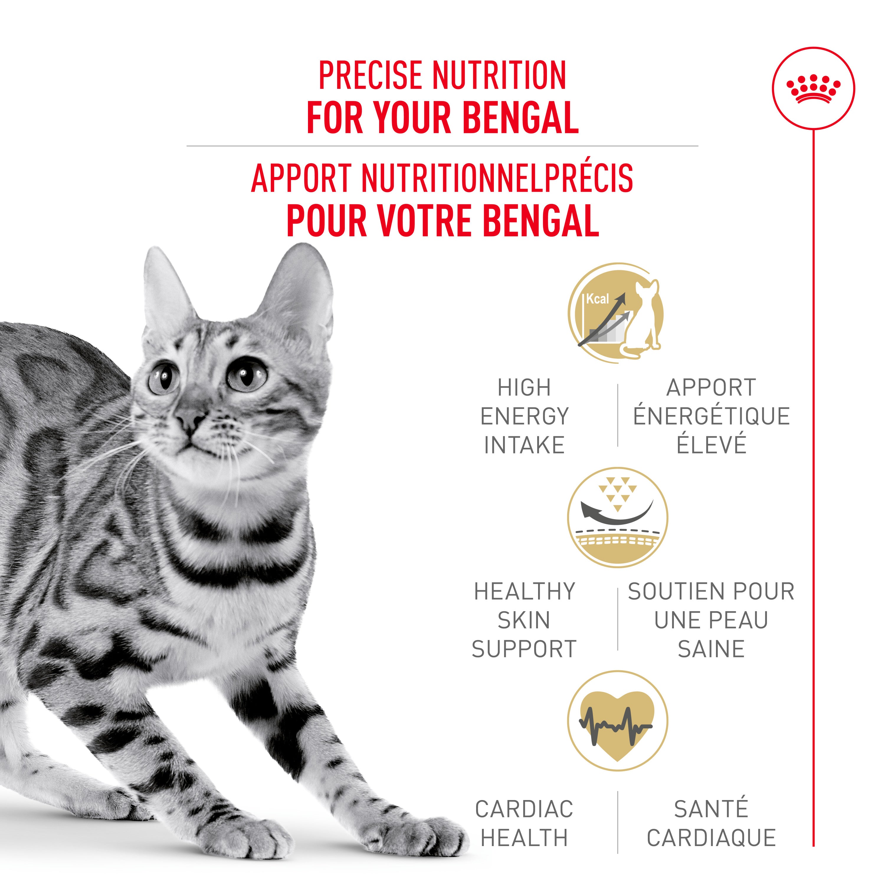 Royal Canin Feline Breed Nutrition Bengal Nourriture sèche pour chats adultes