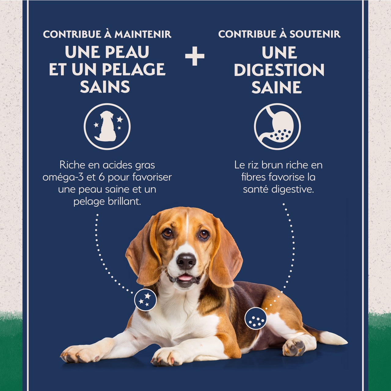 Natural Balance Limited Ingredient Diet Lamb Meal & Rice Dog Food