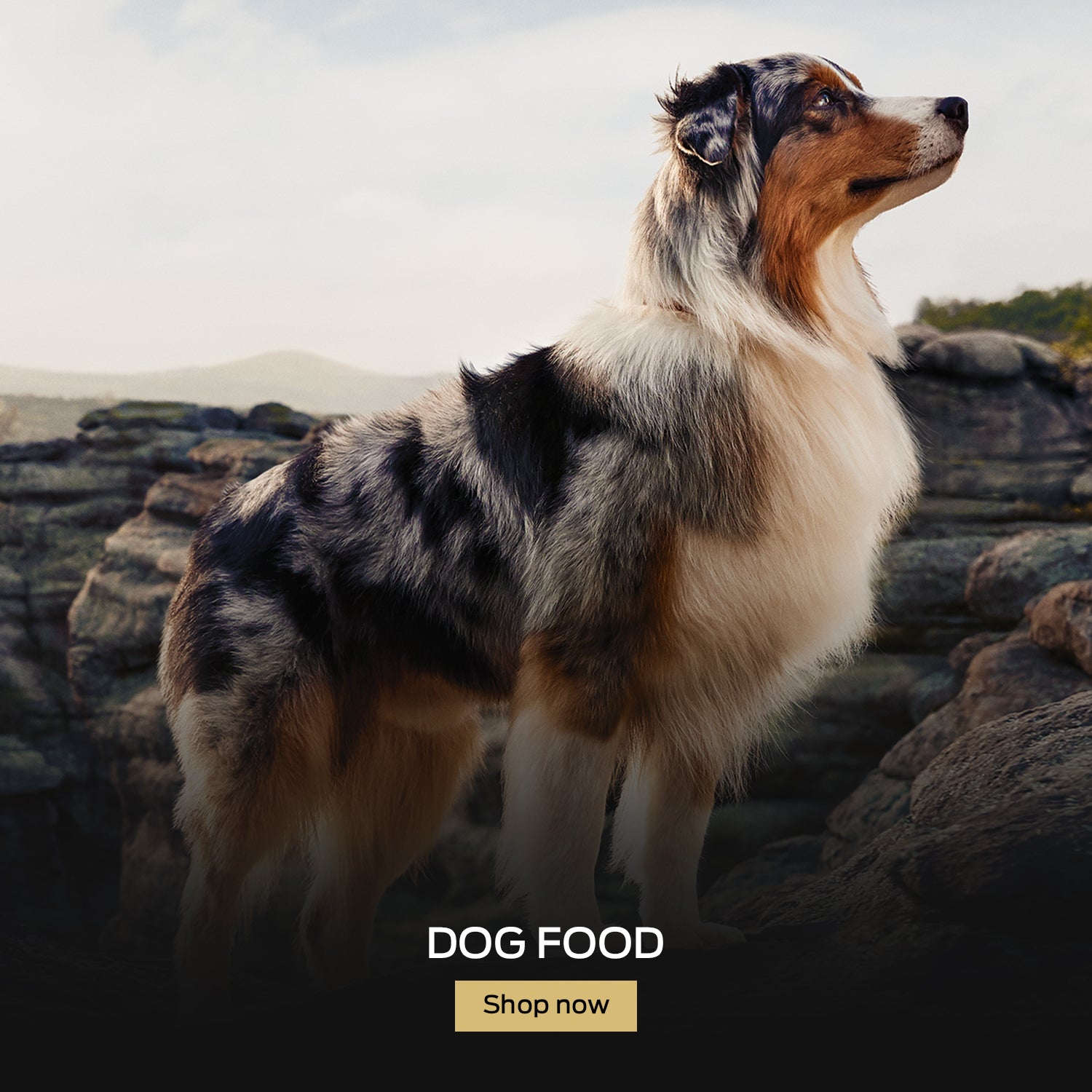 Buy Pro Plan Dog Food Online in Canada at everyday low prices at PetMax.ca