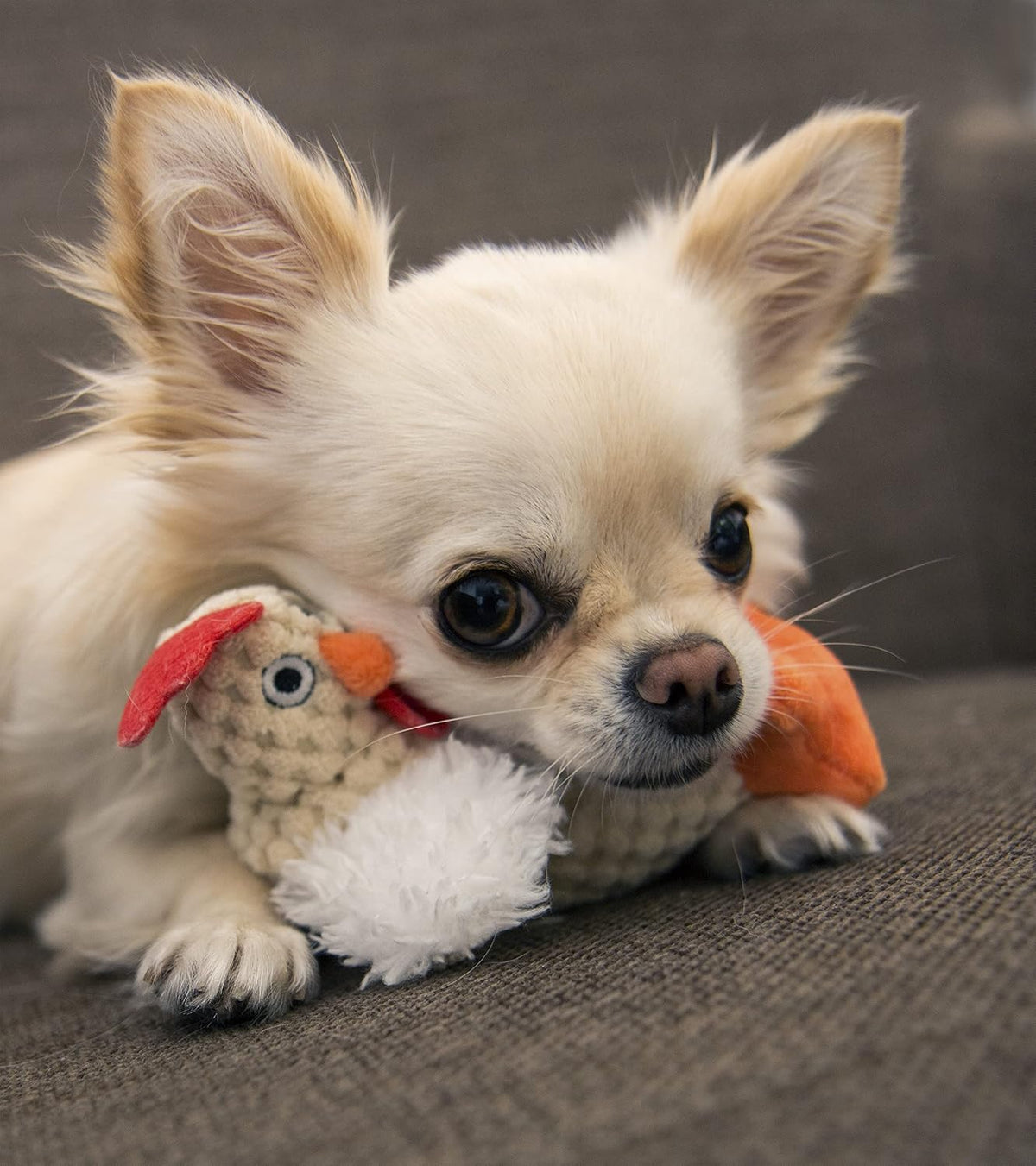 goDog Just For Me Fat White Rooster Plush Dog Toy - Small dog playing with the rooster - PetMax Canada