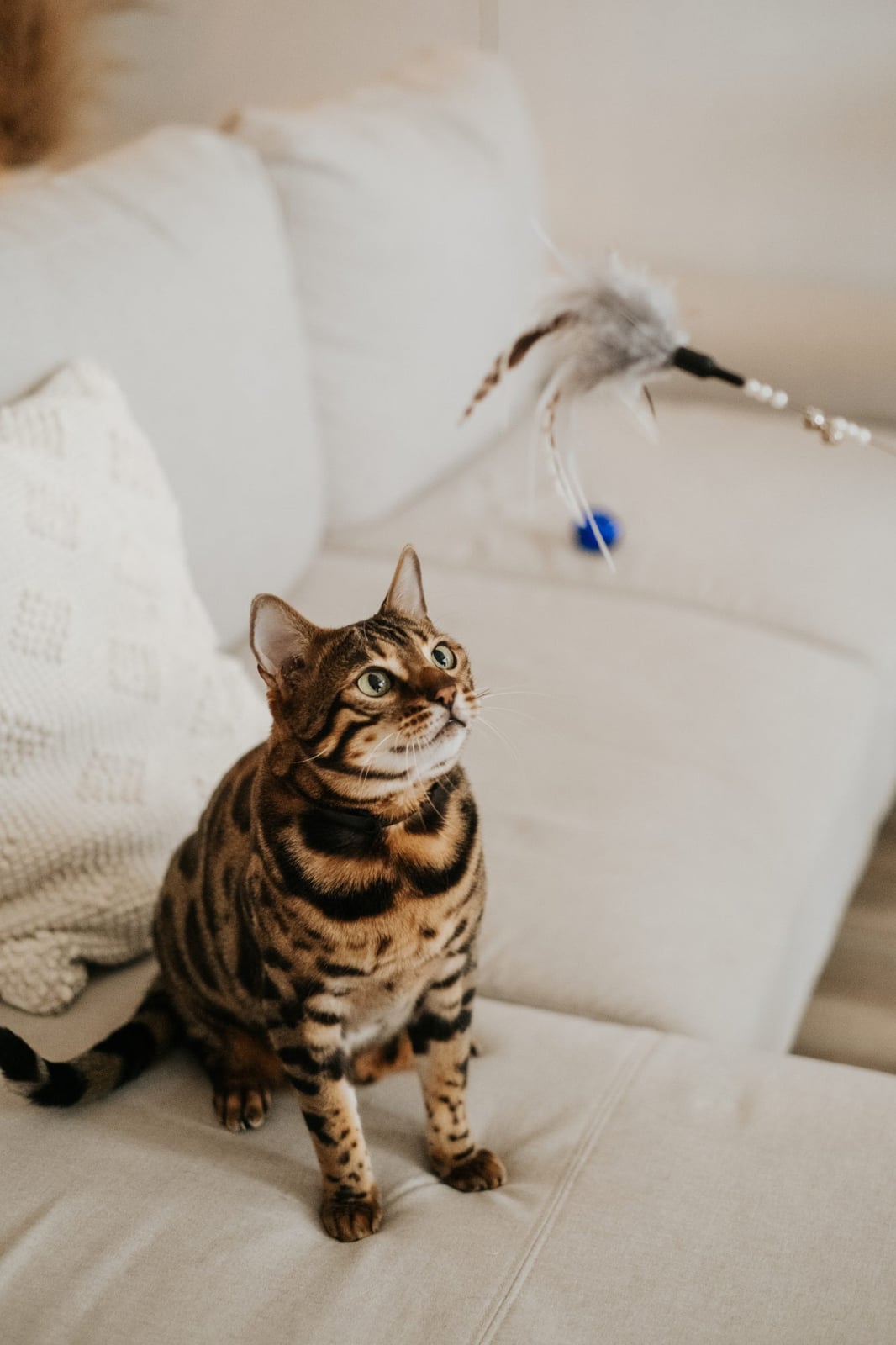 Bud-Z Cat Toy Feather Duster Eagle