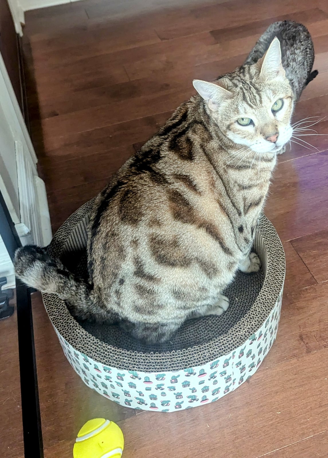 Bud-Z Cat Scratch Box Round With Catnip Cactus Cat
