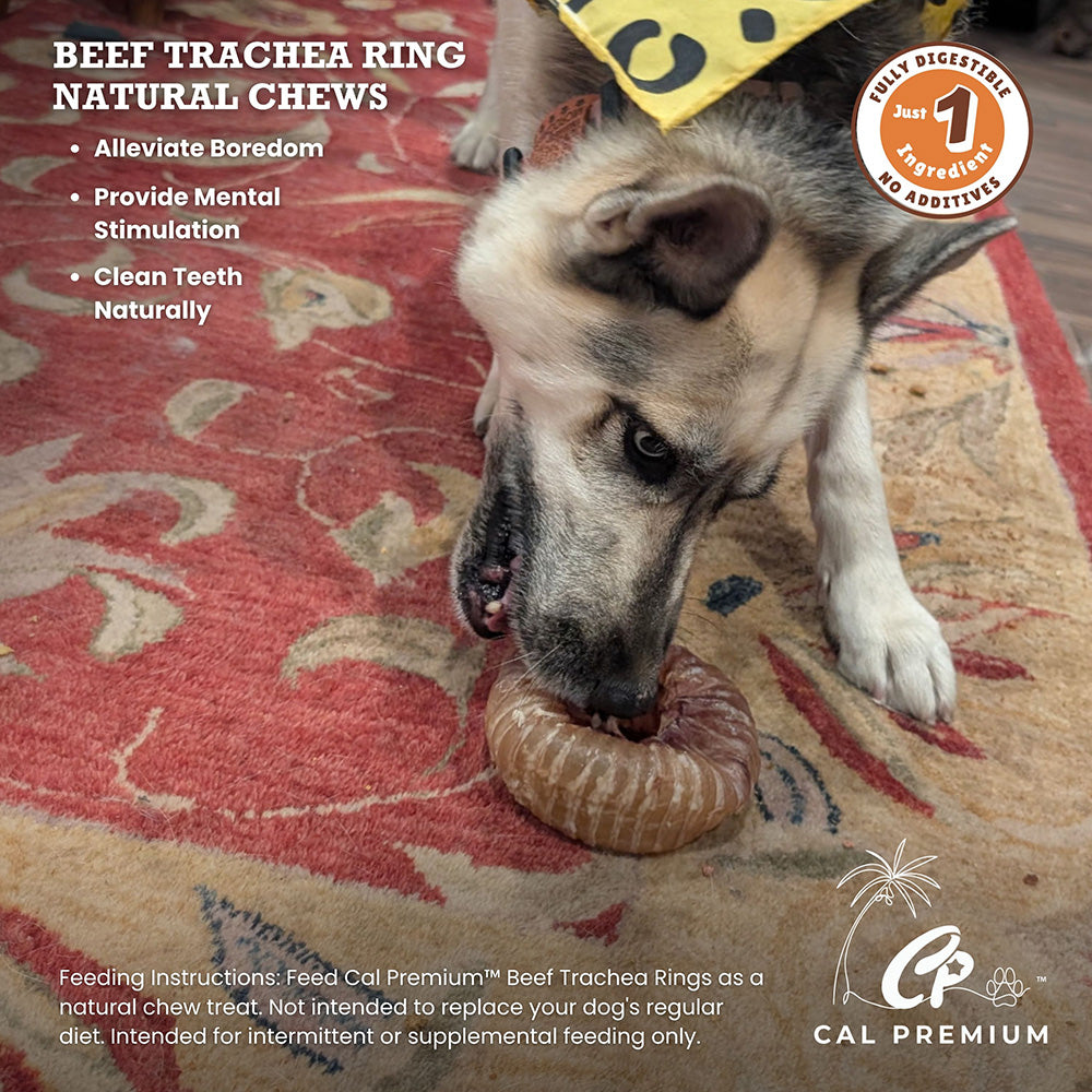 Cal Premium Beef Trachea Ring Dog Chew - Dog chewing the ring with benefits and feeding instructions - PetMax Canada