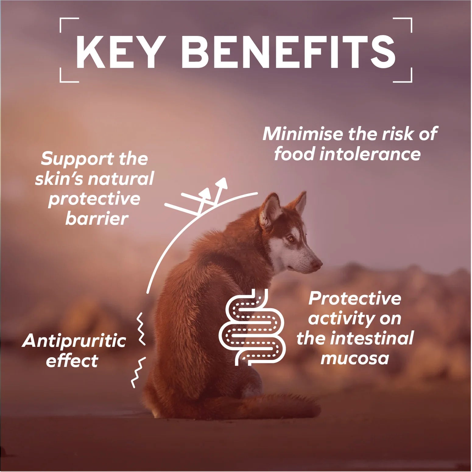 Forza10 Nutraceutic Active Dermo Support Diet Dry Dog Food