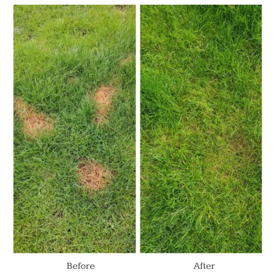 Dog Rocks Grass Saver