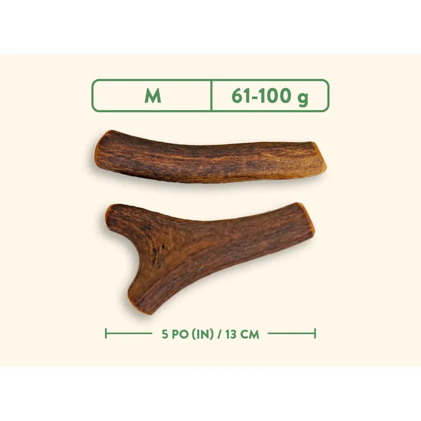 Bois de cerf naturel entier Dentler