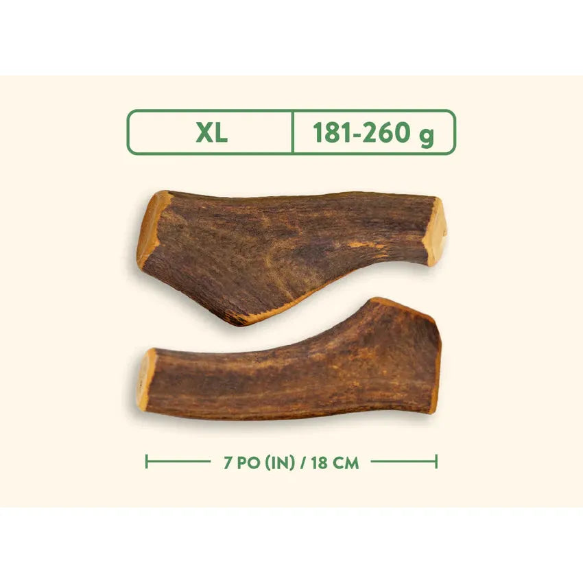 Bois de cerf naturel entier Dentler