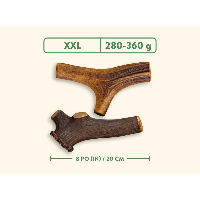 Bois de cerf naturel entier Dentler