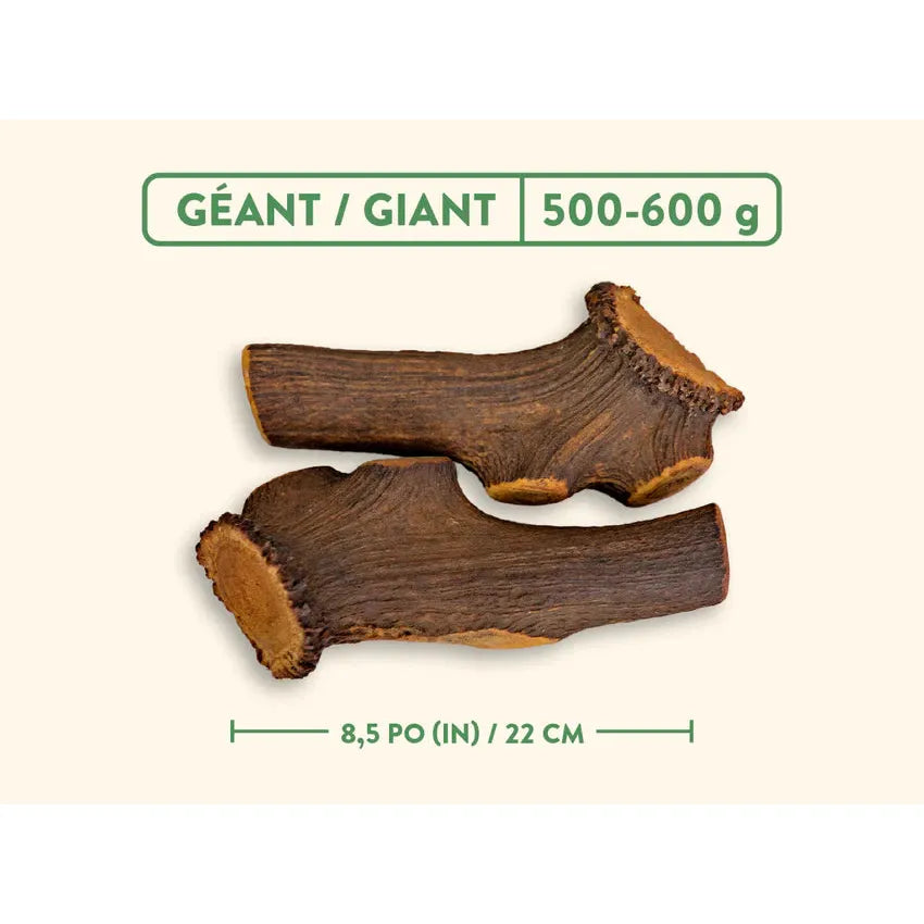 Bois de cerf naturel entier Dentler