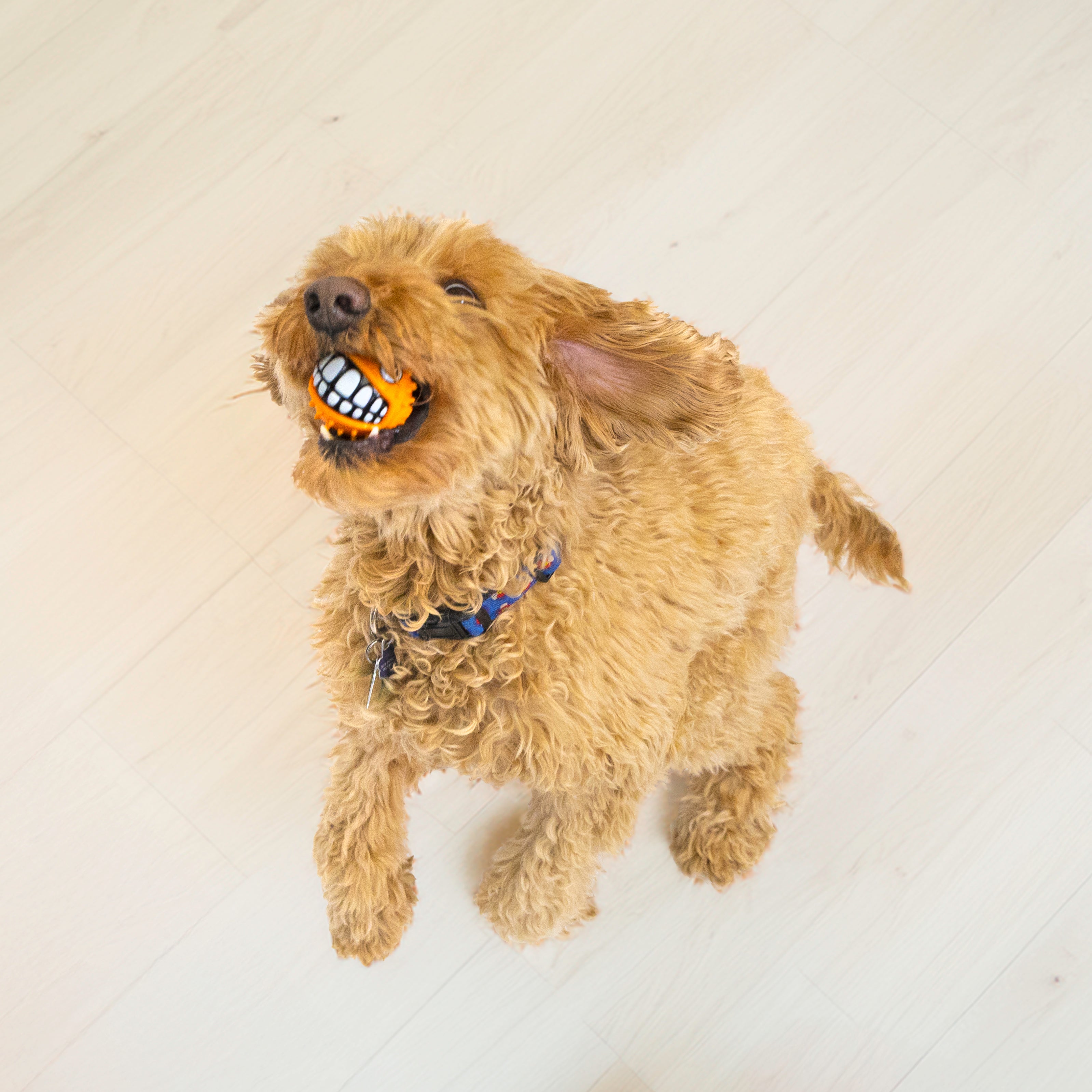 Kong Grinz Puffer Fish Dog Toy