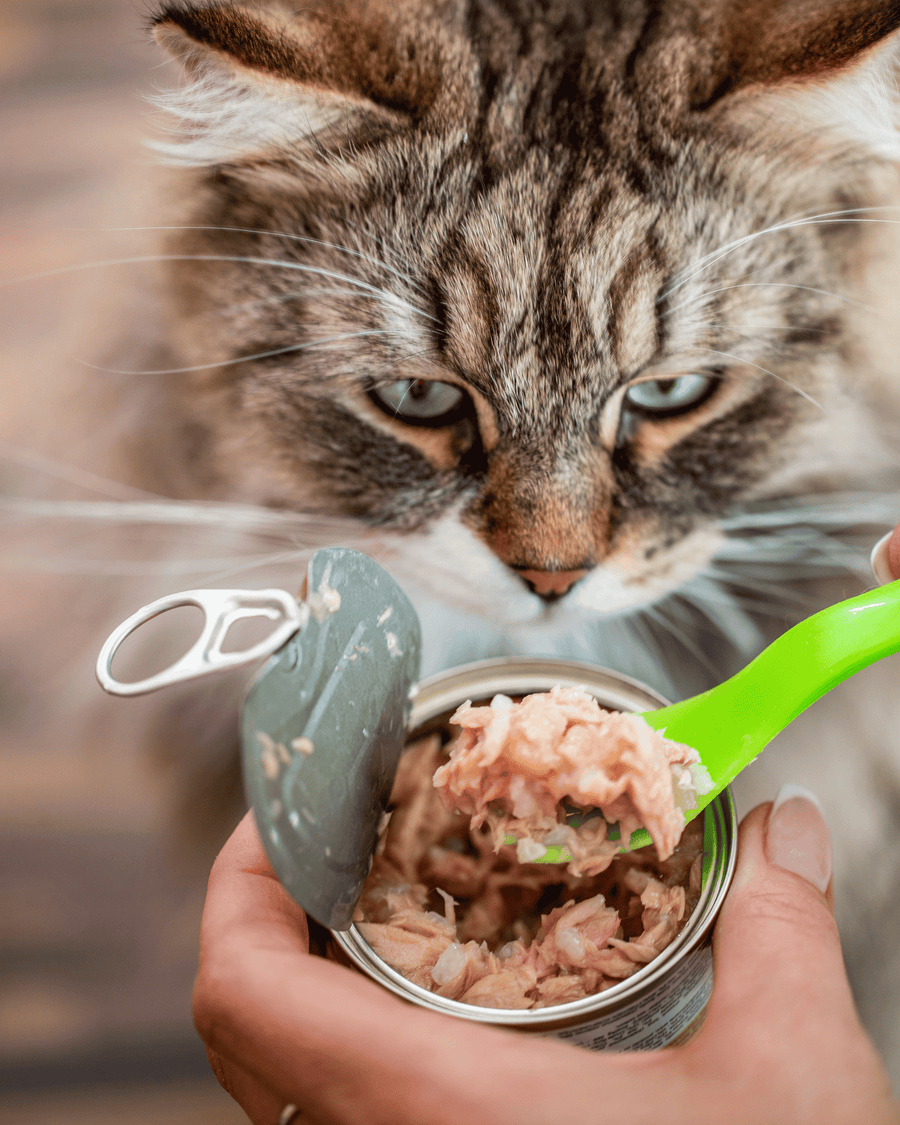 Wet cat food