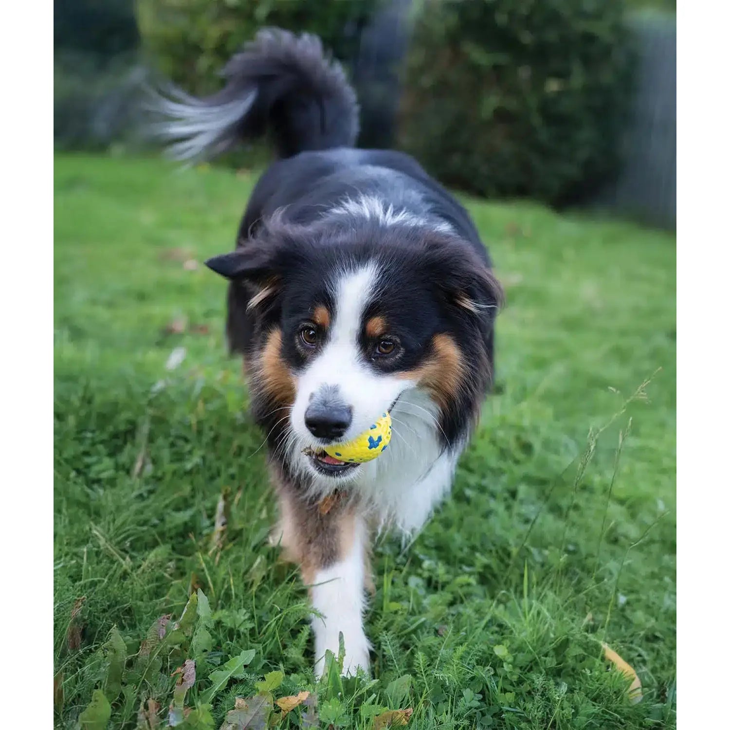 Zeus Nitro Weighted Ball With Rubber Core Dog Toy