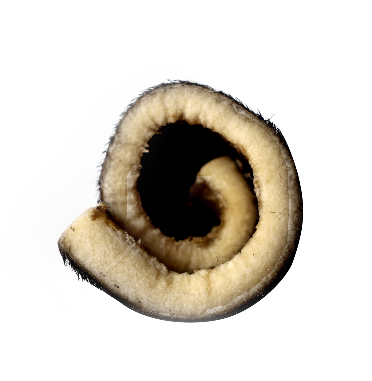 QT Dog Water Buffalo Hairy Roll Dog Chew - Cross-section showing the rolled water buffalo cheek - PetMax Canada