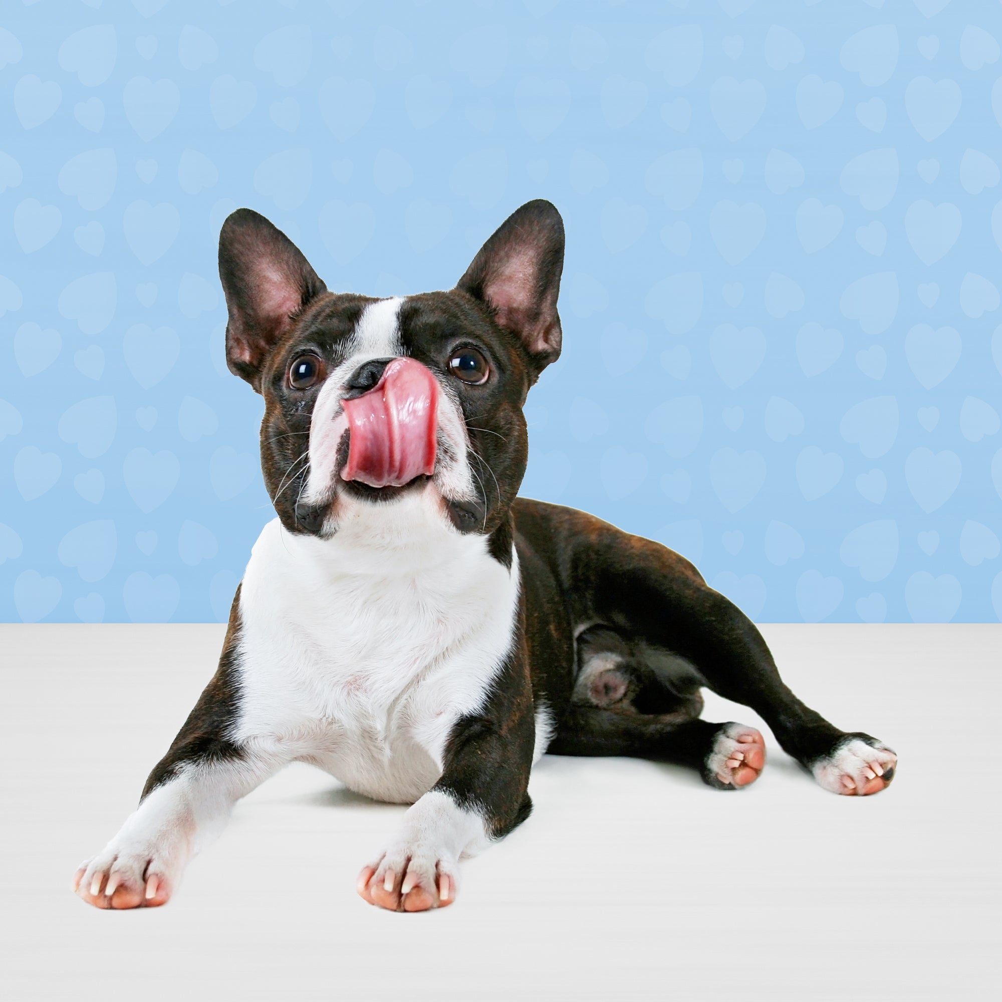 Blue Bits Dog Treats Soft Moist Turkey - Image 6 - Blue Buffalo - PetMax Canada