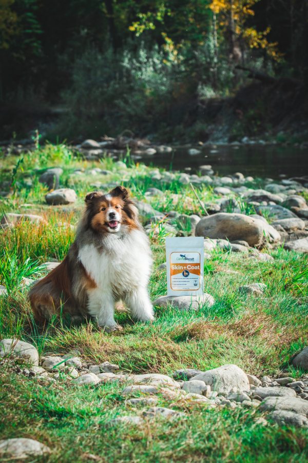 CannaBiscuit Skin & Coat with Collagen & Elastin for Dogs