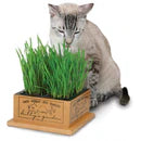 Smart Cat Kitty Garden Seed Refill Kit