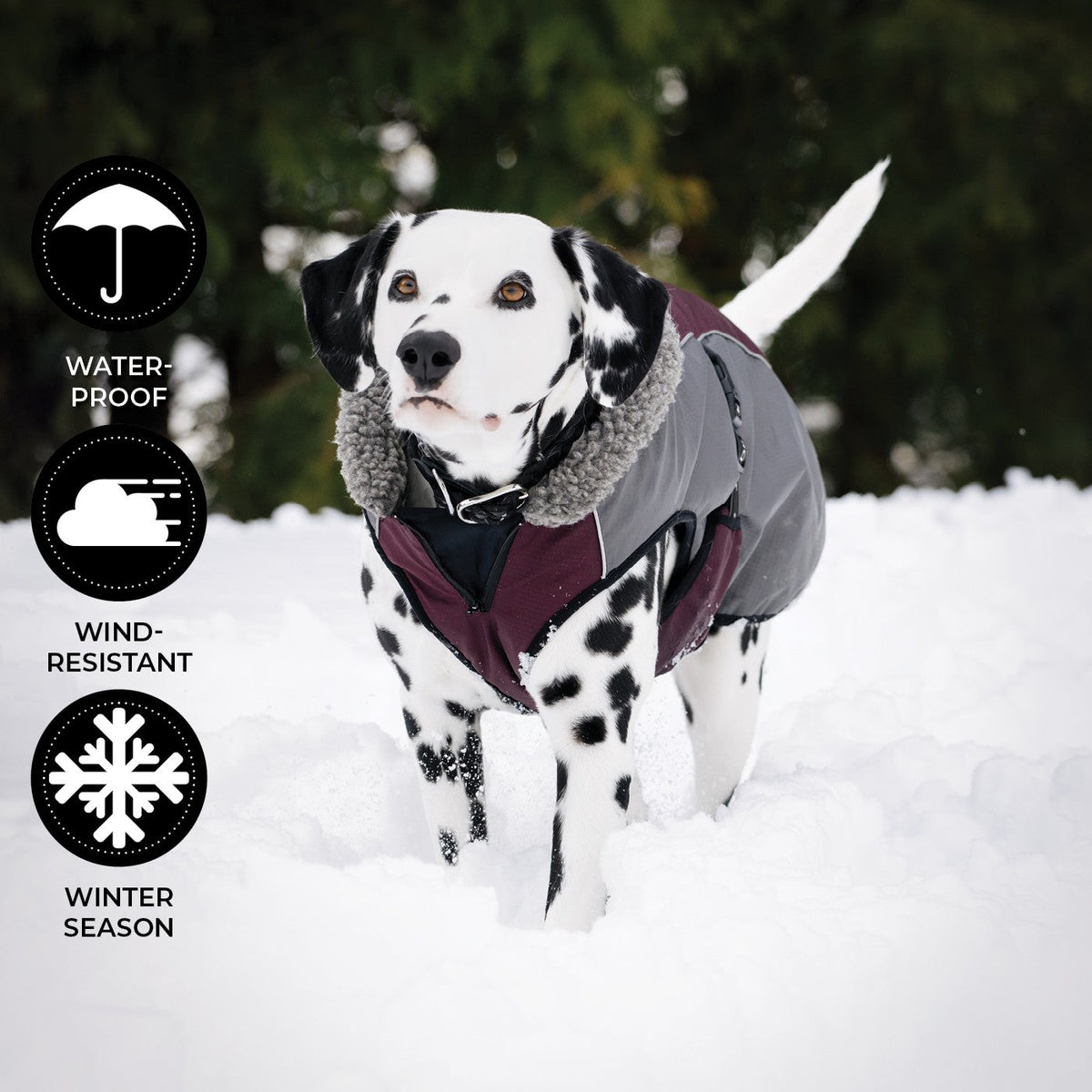 Shedrow K9 Chinook Dog Coat Wine Tasting - Coats - Shedrow K9 - PetMax Canada